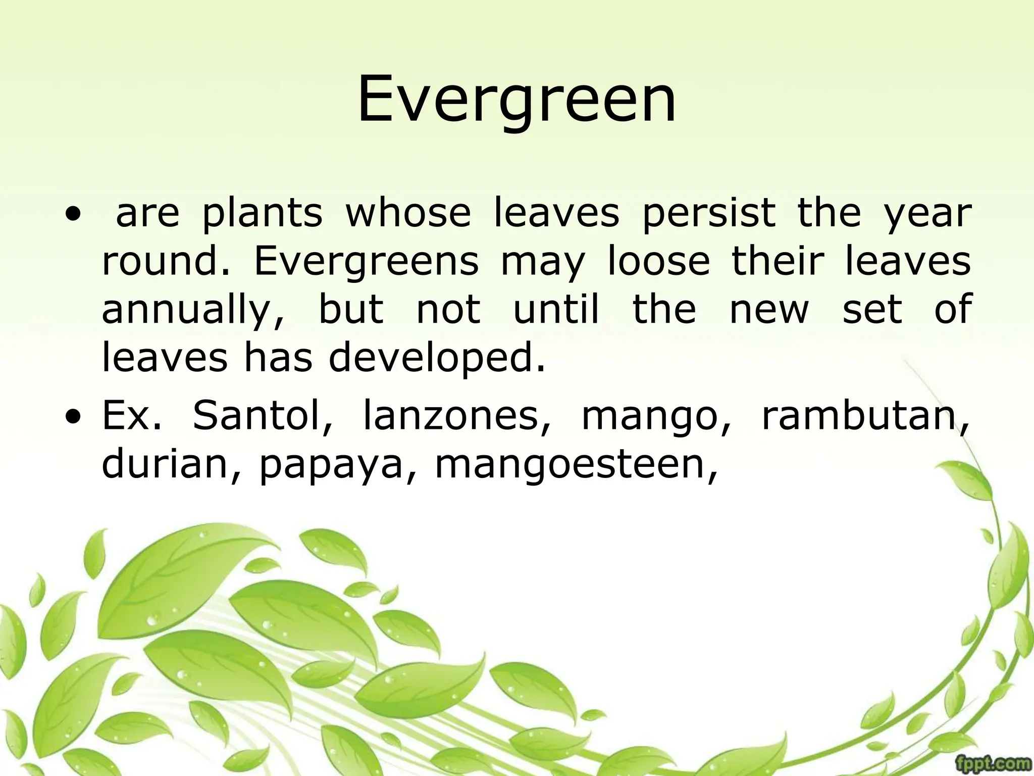 Evergreen
• are plants whose leaves persist the year
round. Evergreens may loose their leaves
annually, but not until the new set of
leaves has developed.
• Ex. Santol, lanzones, mango, rambutan,
durian, papaya, mangoesteen,
 