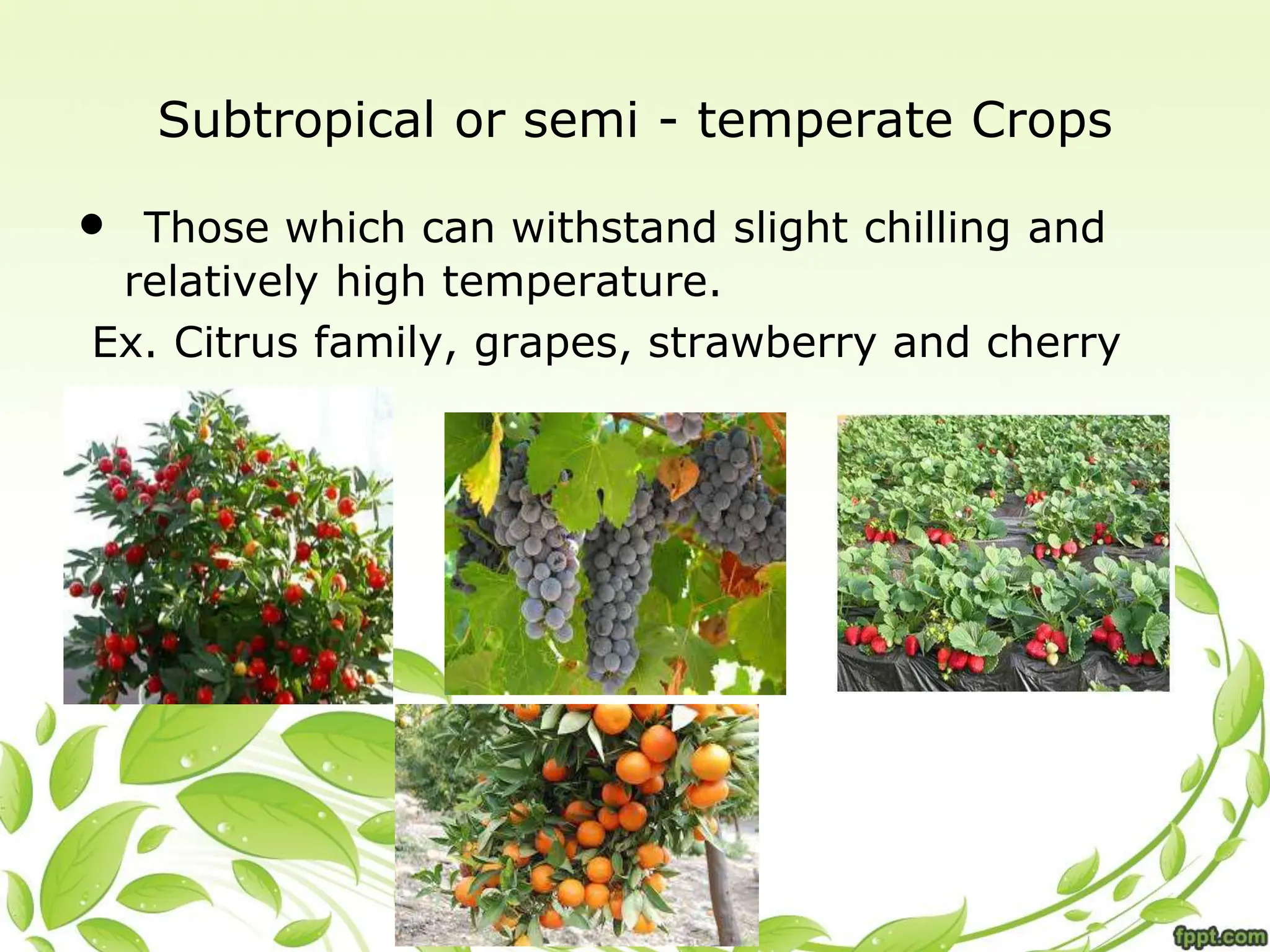Subtropical or semi - temperate Crops
• Those which can withstand slight chilling and
relatively high temperature.
Ex. Citrus family, grapes, strawberry and cherry
 