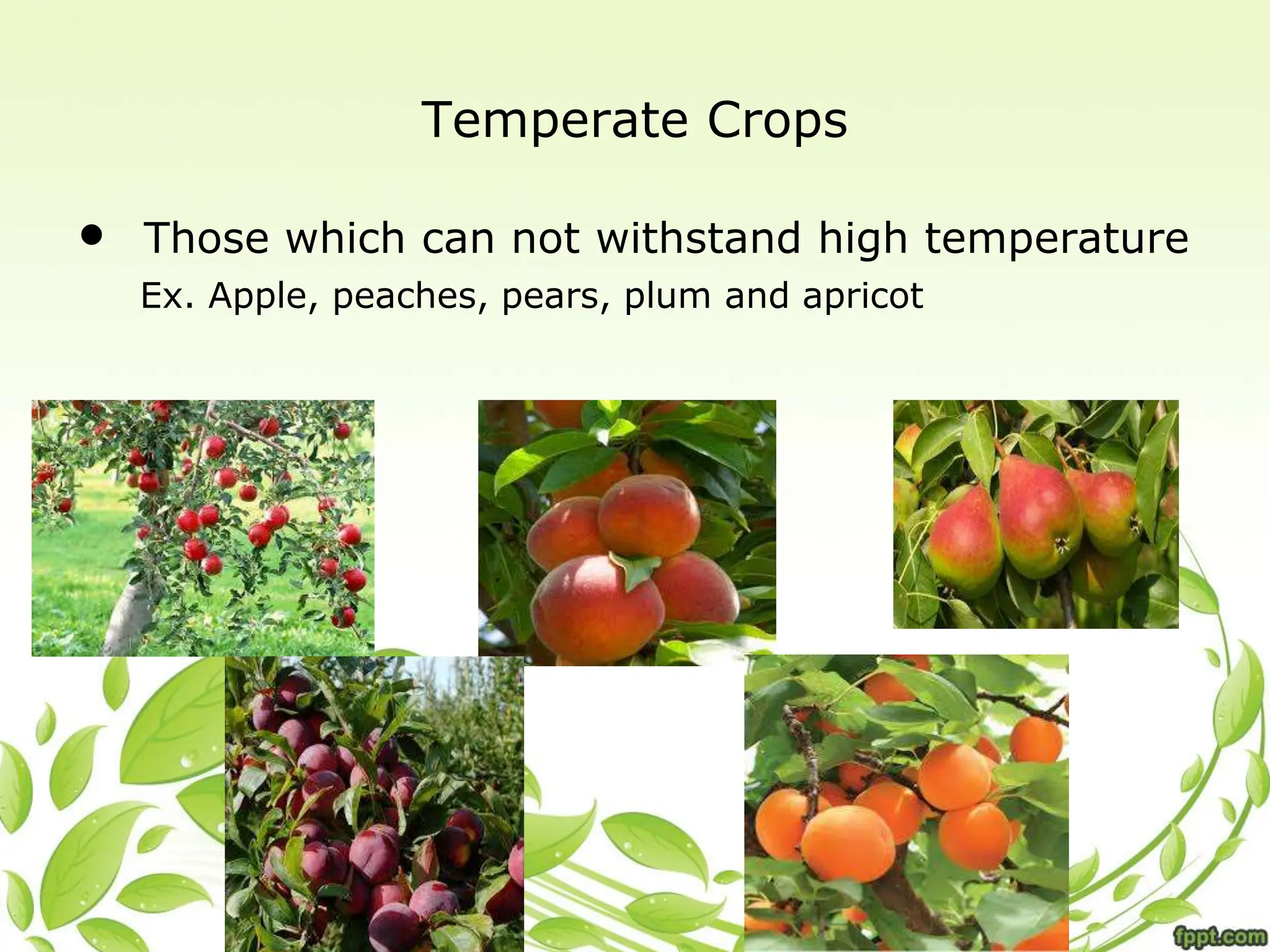 Temperate Crops
• Those which can not withstand high temperature
Ex. Apple, peaches, pears, plum and apricot
 