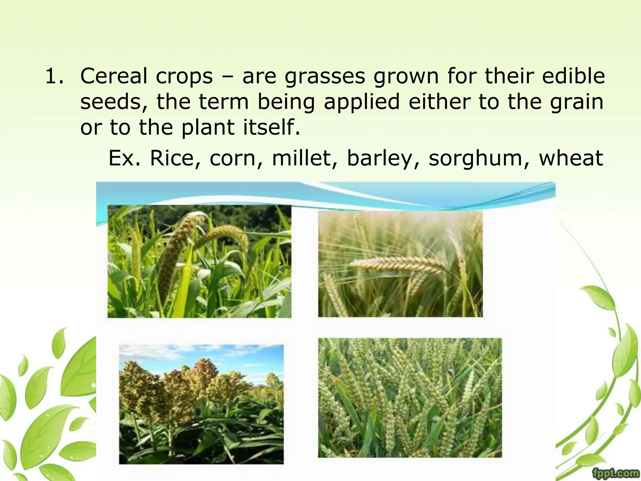 1. Cereal crops – are grasses grown for their edible
seeds, the term being applied either to the grain
or to the plant itself.
Ex. Rice, corn, millet, barley, sorghum, wheat
 