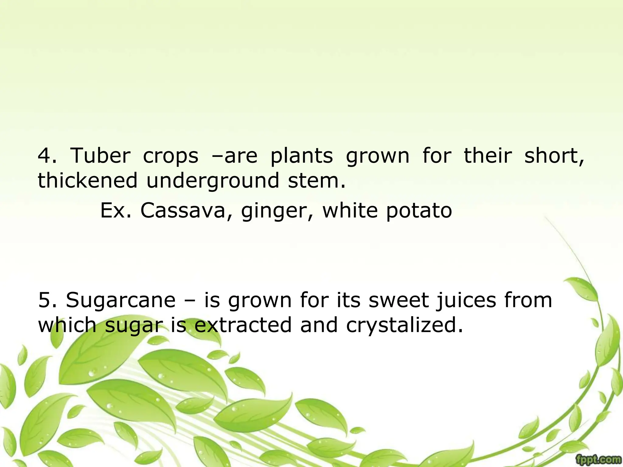 4. Tuber crops –are plants grown for their short,
thickened underground stem.
Ex. Cassava, ginger, white potato
5. Sugarcane – is grown for its sweet juices from
which sugar is extracted and crystalized.
 