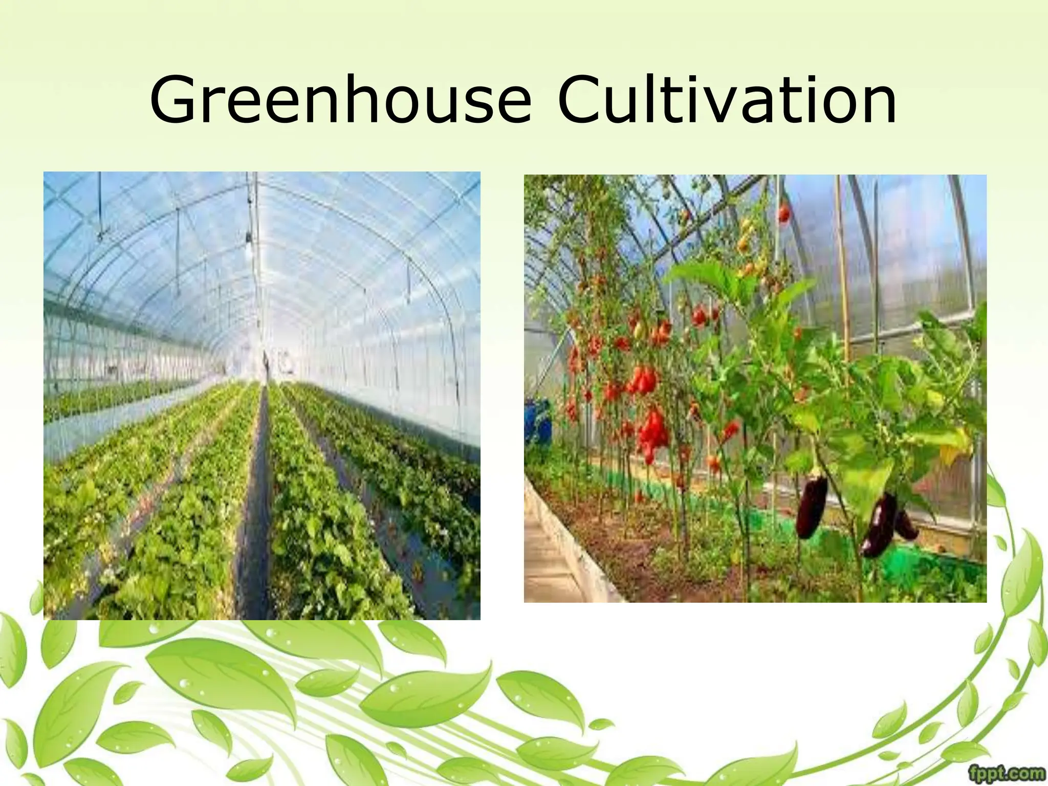 •
Greenhouse Cultivation
 