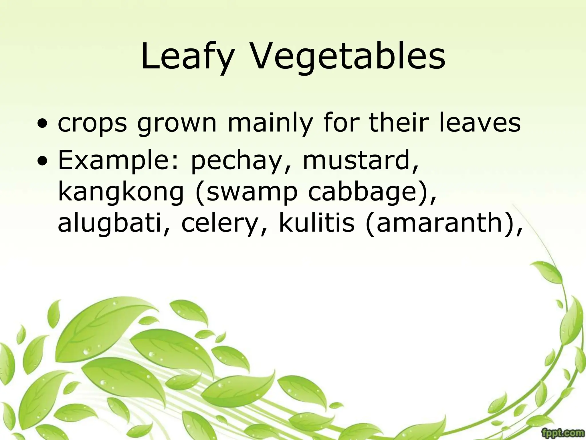 • crops grown mainly for their leaves
• Example: pechay, mustard,
kangkong (swamp cabbage),
alugbati, celery, kulitis (amaranth),
Leafy Vegetables
 
