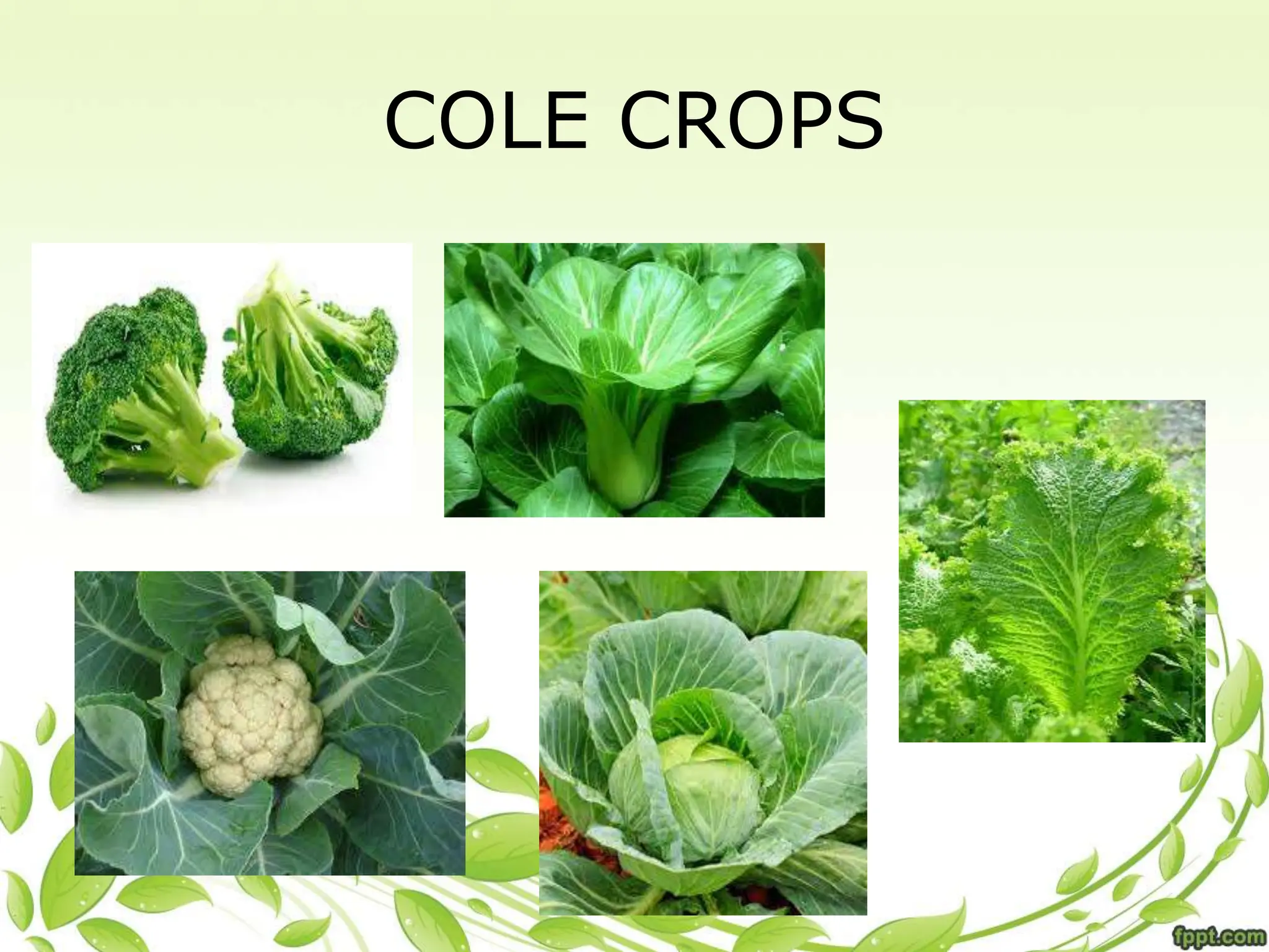 COLE CROPS
 