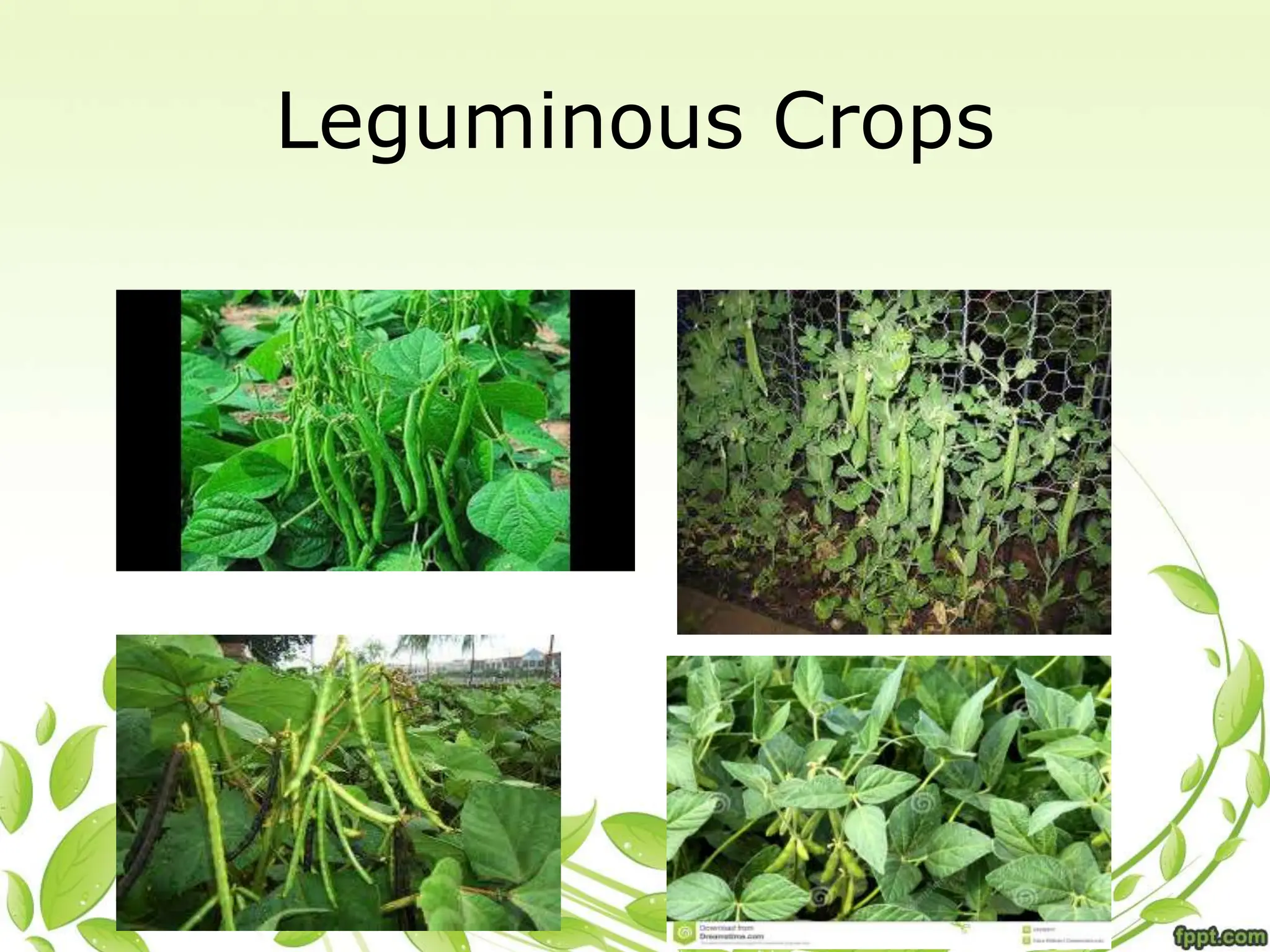 Leguminous Crops
 