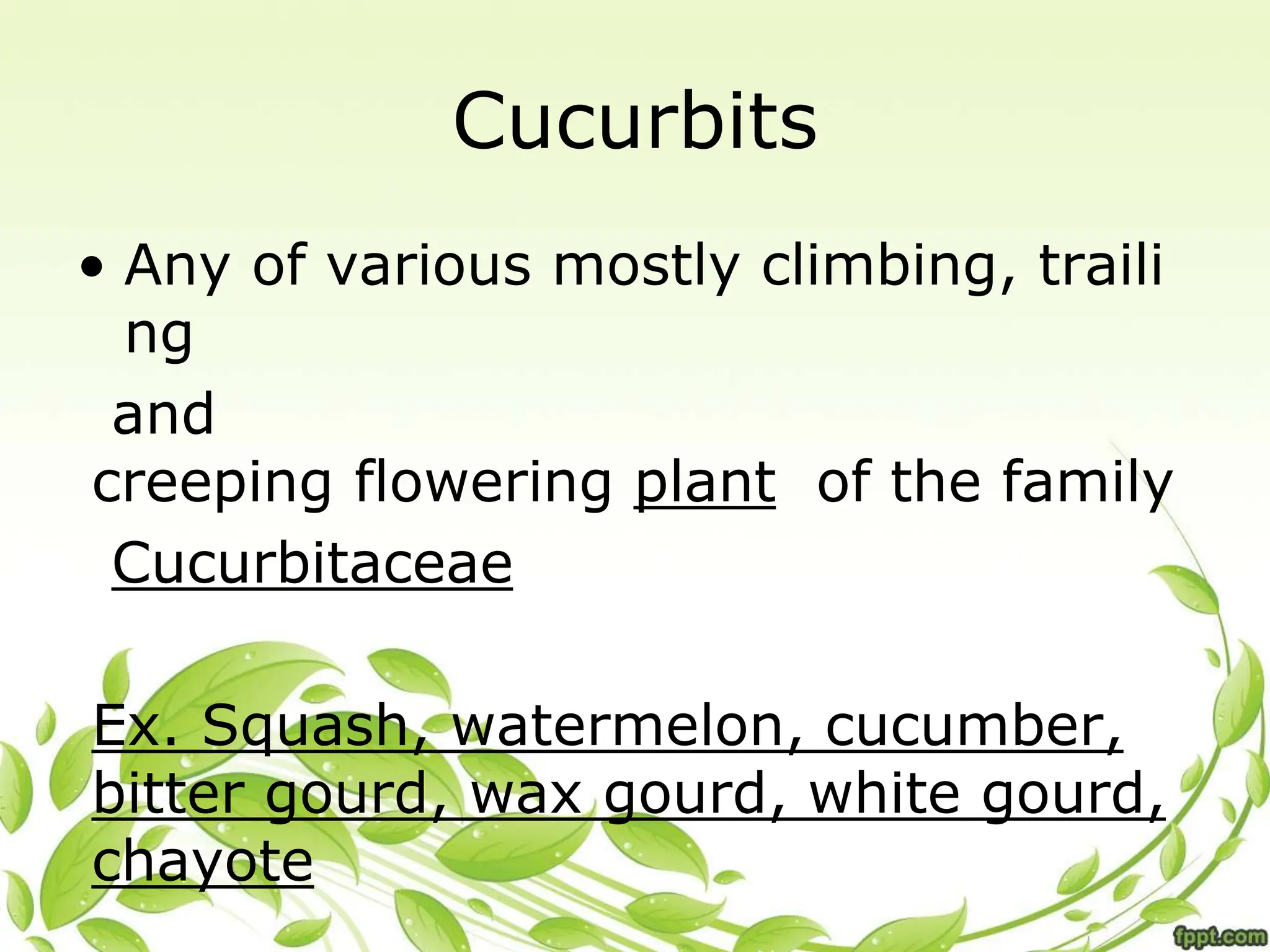 • Any of various mostly climbing, traili
ng
and
creeping flowering plant of the family
Cucurbitaceae
Ex. Squash, watermelon, cucumber,
bitter gourd, wax gourd, white gourd,
chayote
Cucurbits
 