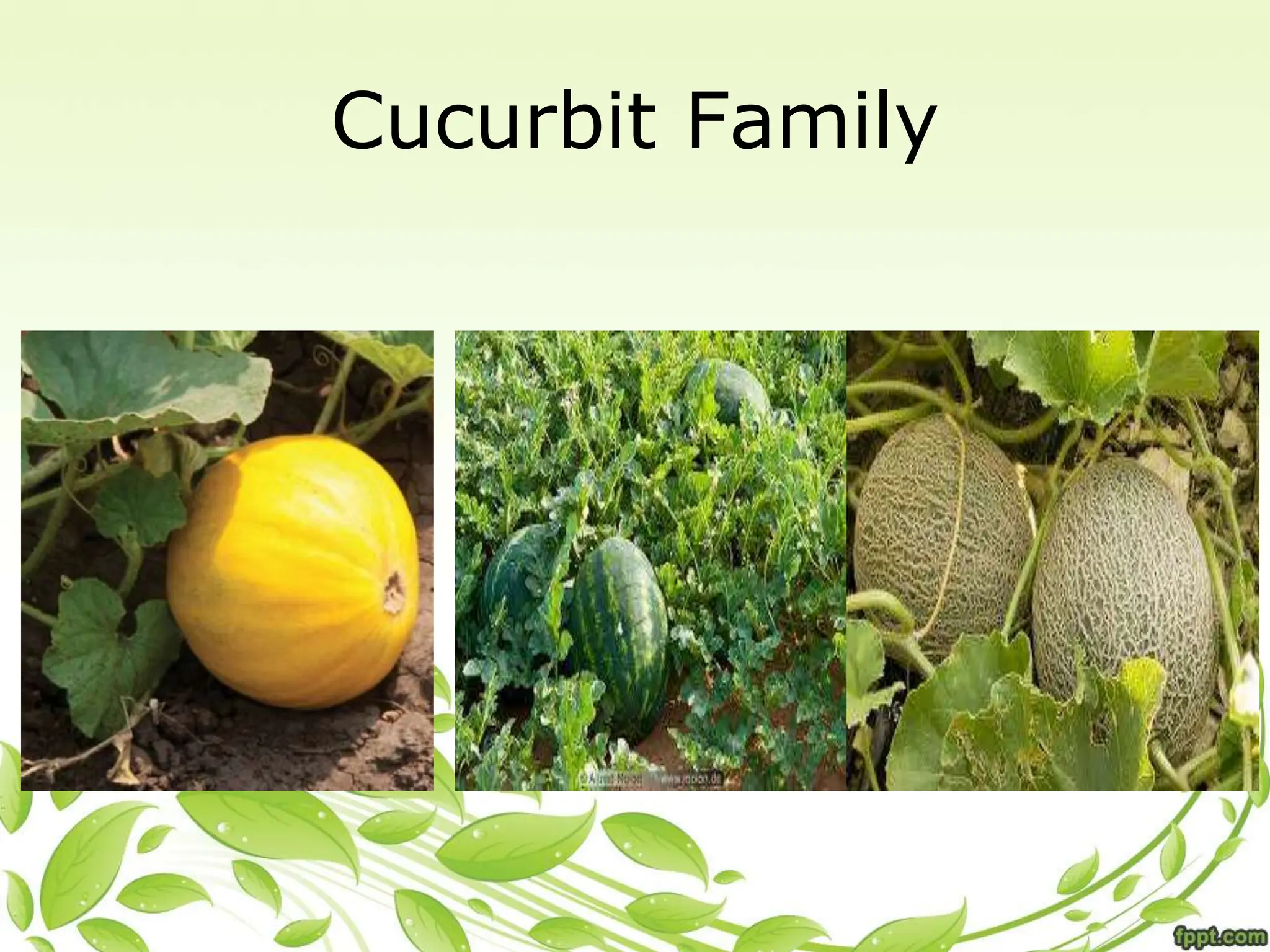 Cucurbit Family
 