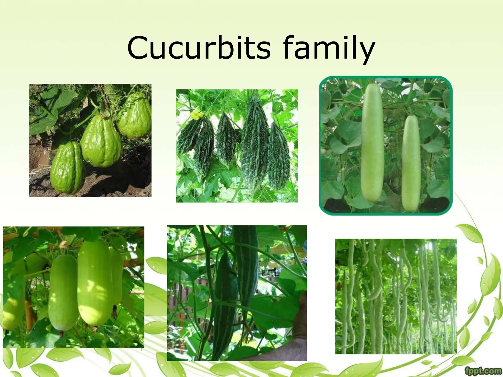 Cucurbits family
 