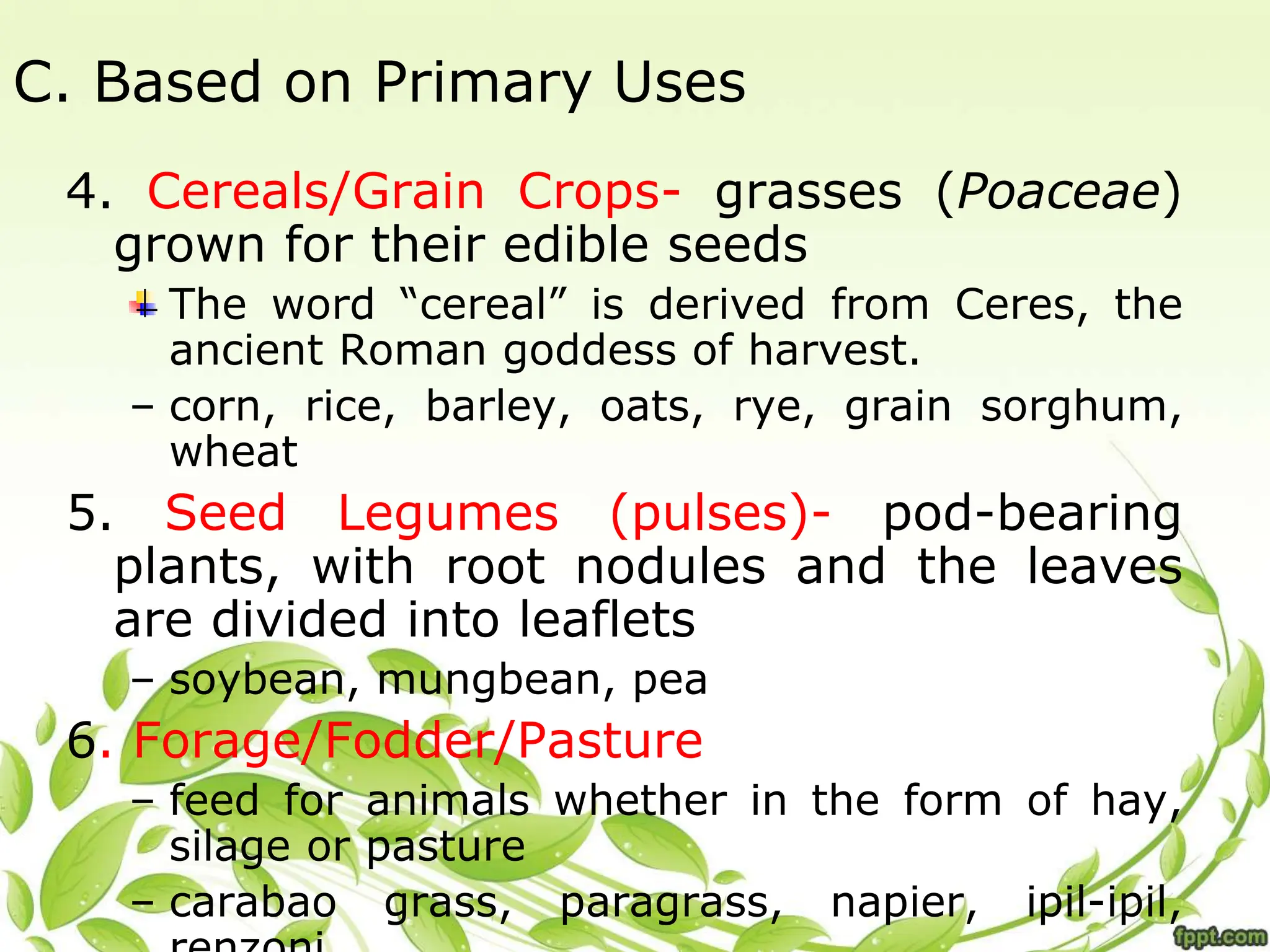 C. Based on Primary Uses
4. Cereals/Grain Crops- grasses (Poaceae)
grown for their edible seeds
The word “cereal” is derived from Ceres, the
ancient Roman goddess of harvest.
– corn, rice, barley, oats, rye, grain sorghum,
wheat
5. Seed Legumes (pulses)- pod-bearing
plants, with root nodules and the leaves
are divided into leaflets
– soybean, mungbean, pea
6. Forage/Fodder/Pasture
– feed for animals whether in the form of hay,
silage or pasture
– carabao grass, paragrass, napier, ipil-ipil,
 