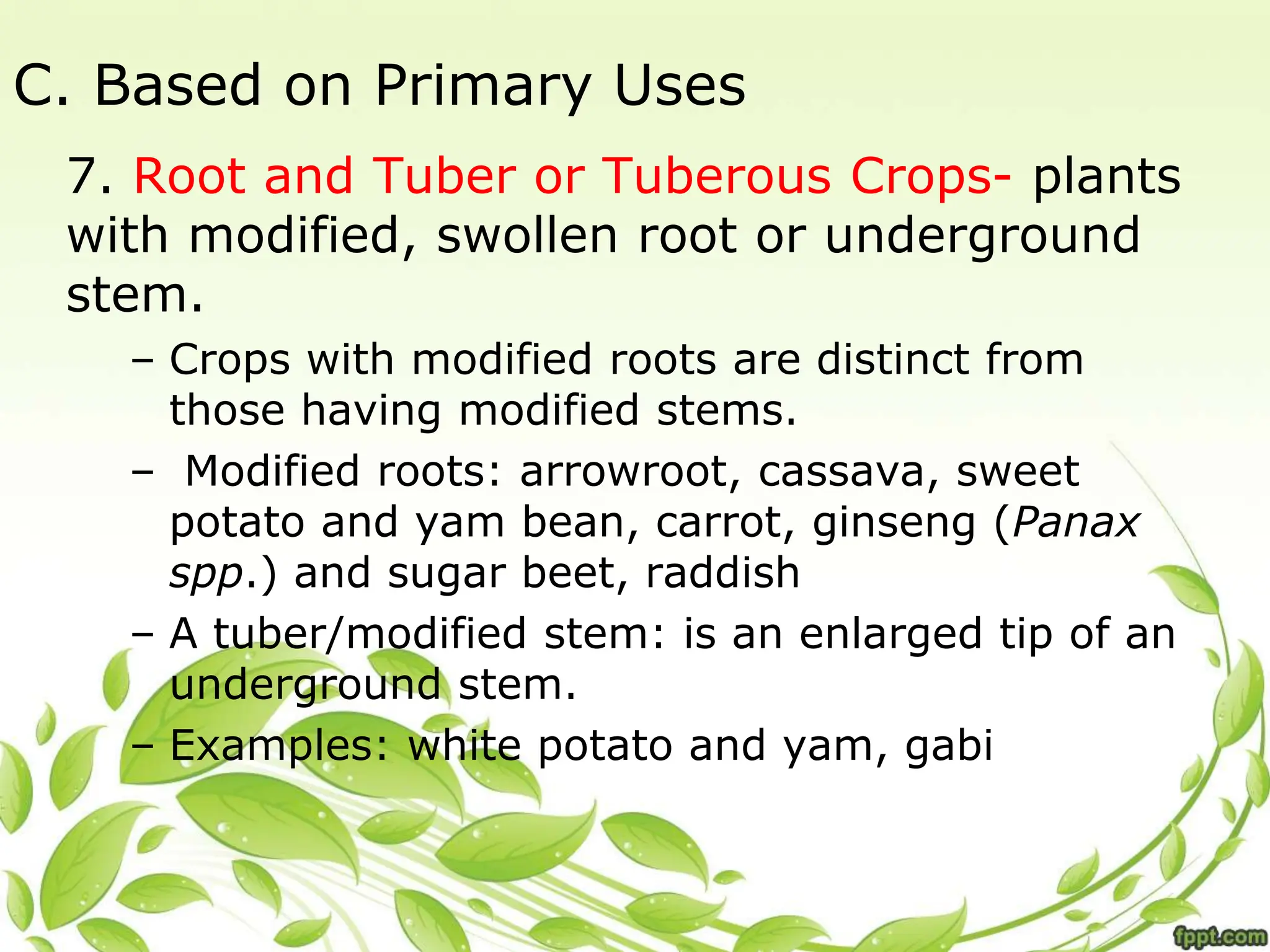 C. Based on Primary Uses
7. Root and Tuber or Tuberous Crops- plants
with modified, swollen root or underground
stem.
– Crops with modified roots are distinct from
those having modified stems.
– Modified roots: arrowroot, cassava, sweet
potato and yam bean, carrot, ginseng (Panax
spp.) and sugar beet, raddish
– A tuber/modified stem: is an enlarged tip of an
underground stem.
– Examples: white potato and yam, gabi
 