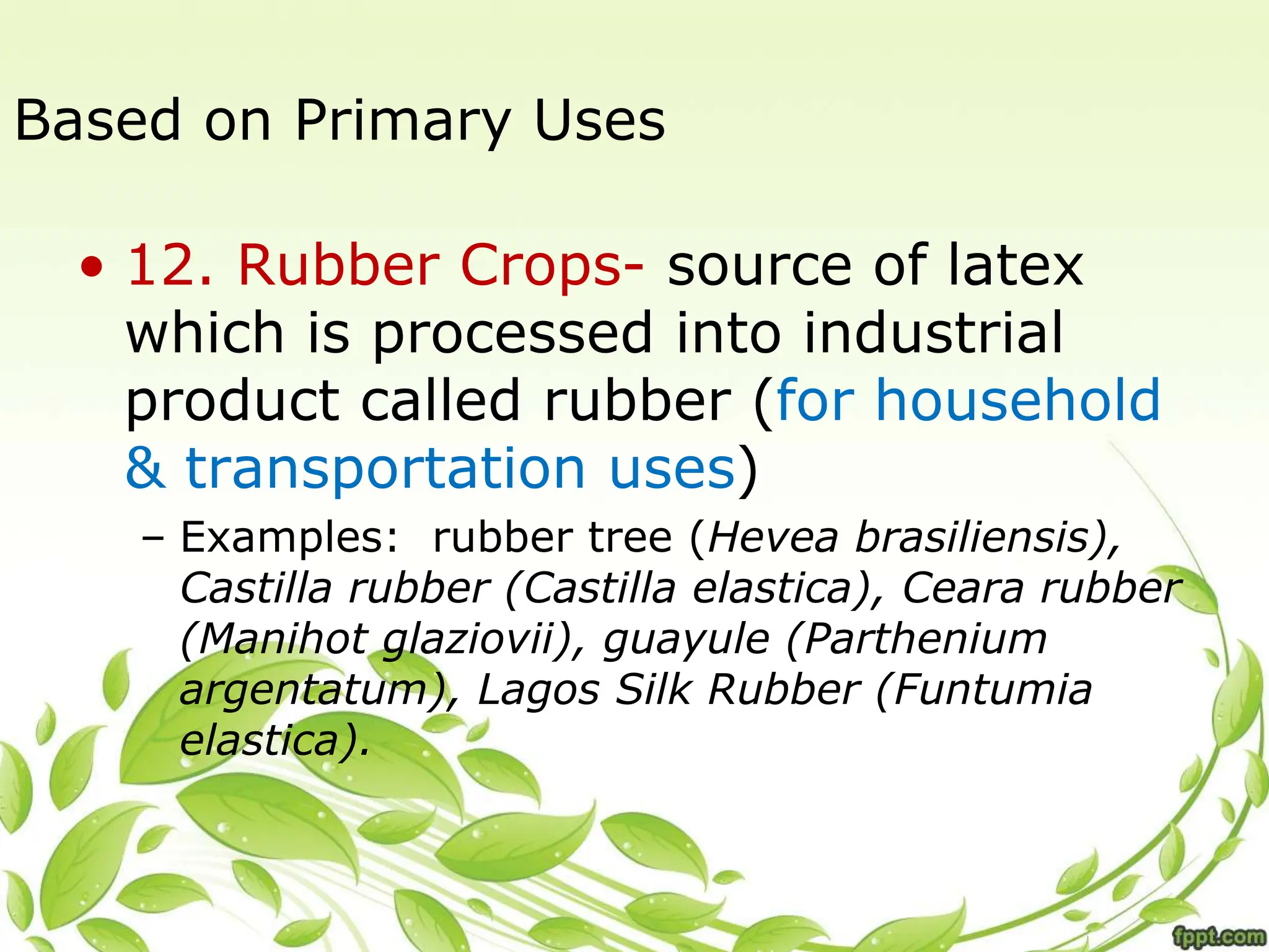 Based on Primary Uses
• 12. Rubber Crops- source of latex
which is processed into industrial
product called rubber (for household
& transportation uses)
– Examples: rubber tree (Hevea brasiliensis),
Castilla rubber (Castilla elastica), Ceara rubber
(Manihot glaziovii), guayule (Parthenium
argentatum), Lagos Silk Rubber (Funtumia
elastica).
 