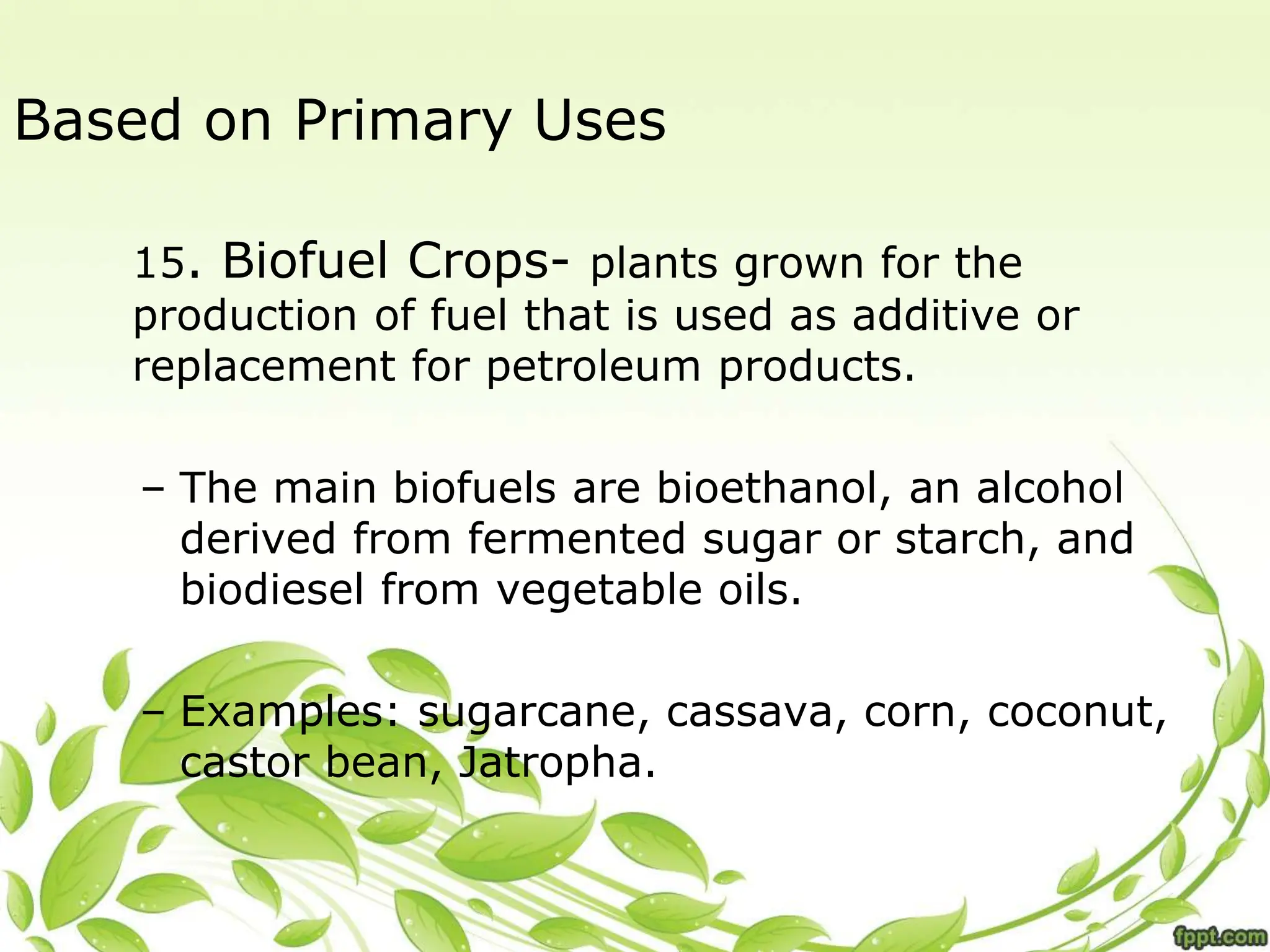 Based on Primary Uses
15. Biofuel Crops- plants grown for the
production of fuel that is used as additive or
replacement for petroleum products.
– The main biofuels are bioethanol, an alcohol
derived from fermented sugar or starch, and
biodiesel from vegetable oils.
– Examples: sugarcane, cassava, corn, coconut,
castor bean, Jatropha.
 