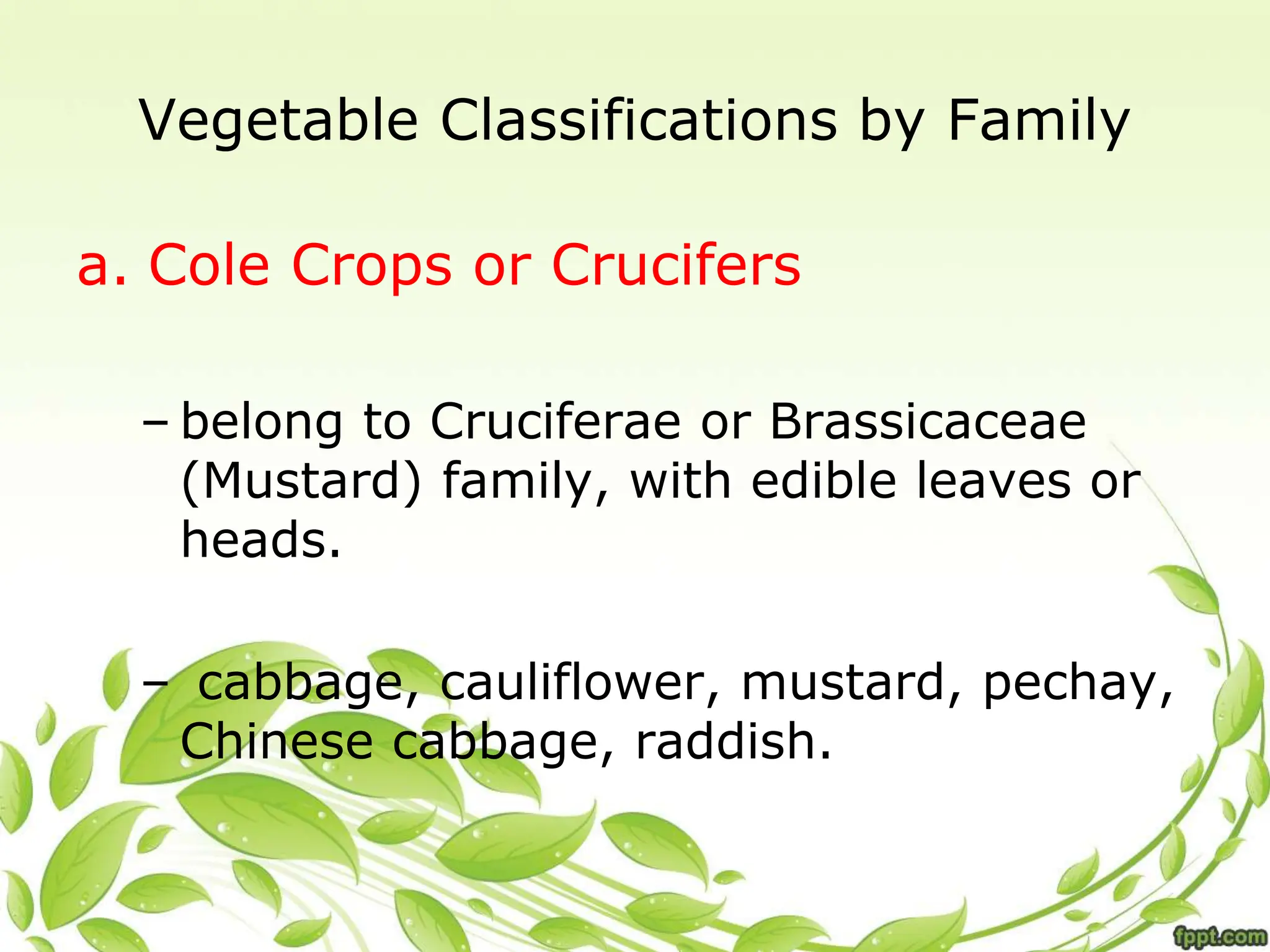 Vegetable Classifications by Family
a. Cole Crops or Crucifers
– belong to Cruciferae or Brassicaceae
(Mustard) family, with edible leaves or
heads.
– cabbage, cauliflower, mustard, pechay,
Chinese cabbage, raddish.
 