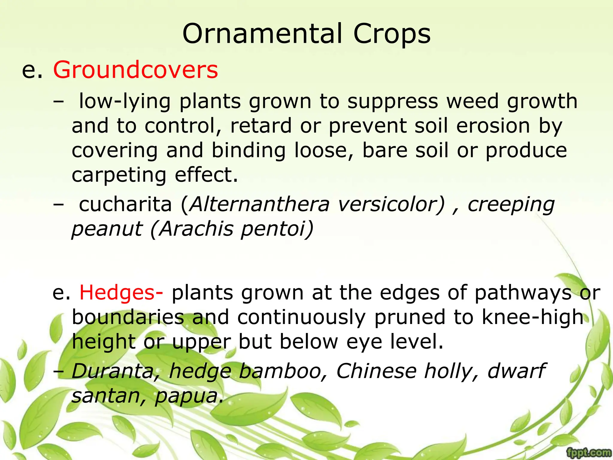 Ornamental Crops
e. Groundcovers
– low-lying plants grown to suppress weed growth
and to control, retard or prevent soil erosion by
covering and binding loose, bare soil or produce
carpeting effect.
– cucharita (Alternanthera versicolor) , creeping
peanut (Arachis pentoi)
e. Hedges- plants grown at the edges of pathways or
boundaries and continuously pruned to knee-high
height or upper but below eye level.
– Duranta, hedge bamboo, Chinese holly, dwarf
santan, papua.
 
