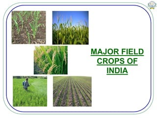 MAJOR FIELD
CROPS OF
INDIA
 