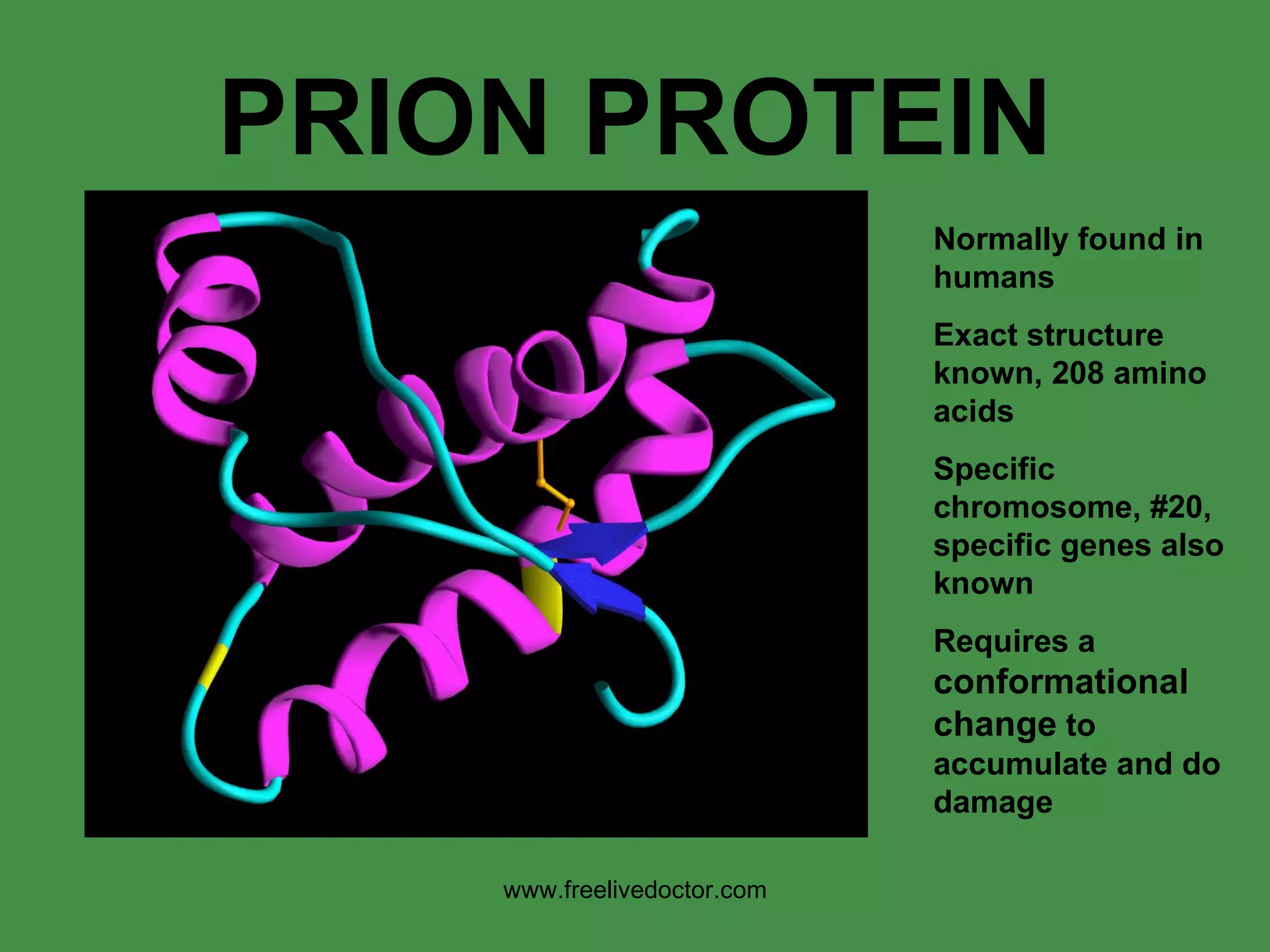 PRION PROTEIN Normally found in humans Exact structure known, 208 amino acids Specific chromosome, #20, specific genes also known Requires a  conformational change  to accumulate and do damage www.freelivedoctor.com 