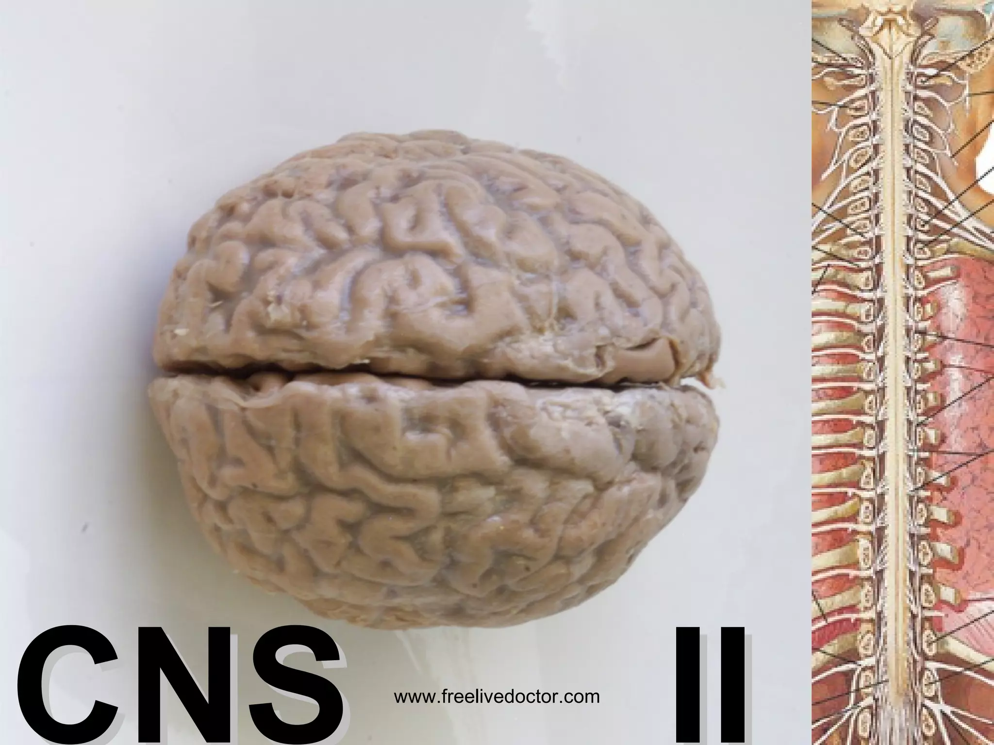 CNS  II www.freelivedoctor.com 
