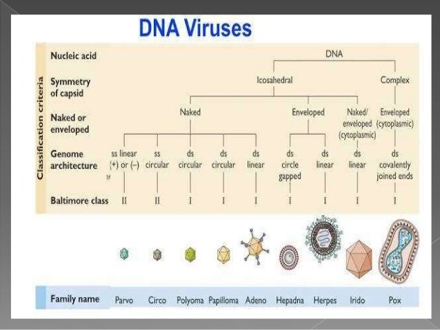 what is the classification of dna