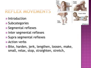 Introduction
 Subcategories
 Segmental  reflexes
 inter segmental reflexes
 Supra segmental reflexes
 Action verbs
 Bite, harden, jerk, lengthen, loosen, make,
  small, relax, stop, straighten, stretch,
 