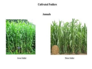 classification of feed and fodder nutrition.ppt
