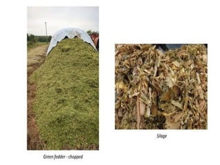 classification of feed and fodder nutrition.ppt