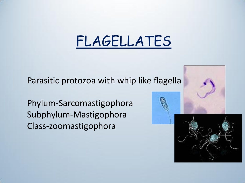 Classification of flagellates and giardia lamblia