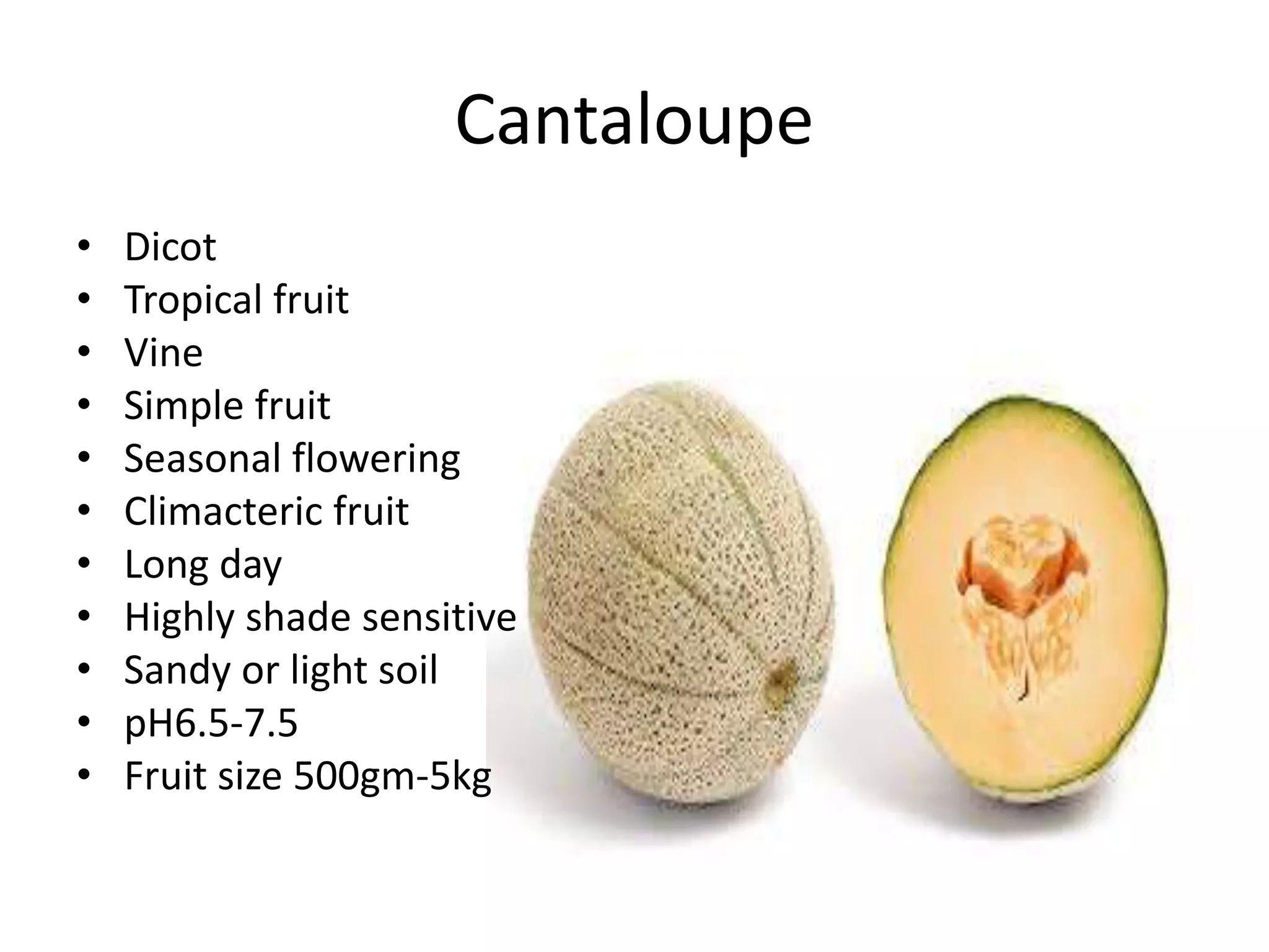 Cantaloupe
• Dicot
• Tropical fruit
• Vine
• Simple fruit
• Seasonal flowering
• Climacteric fruit
• Long day
• Highly shade sensitive
• Sandy or light soil
• pH6.5-7.5
• Fruit size 500gm-5kg
 
