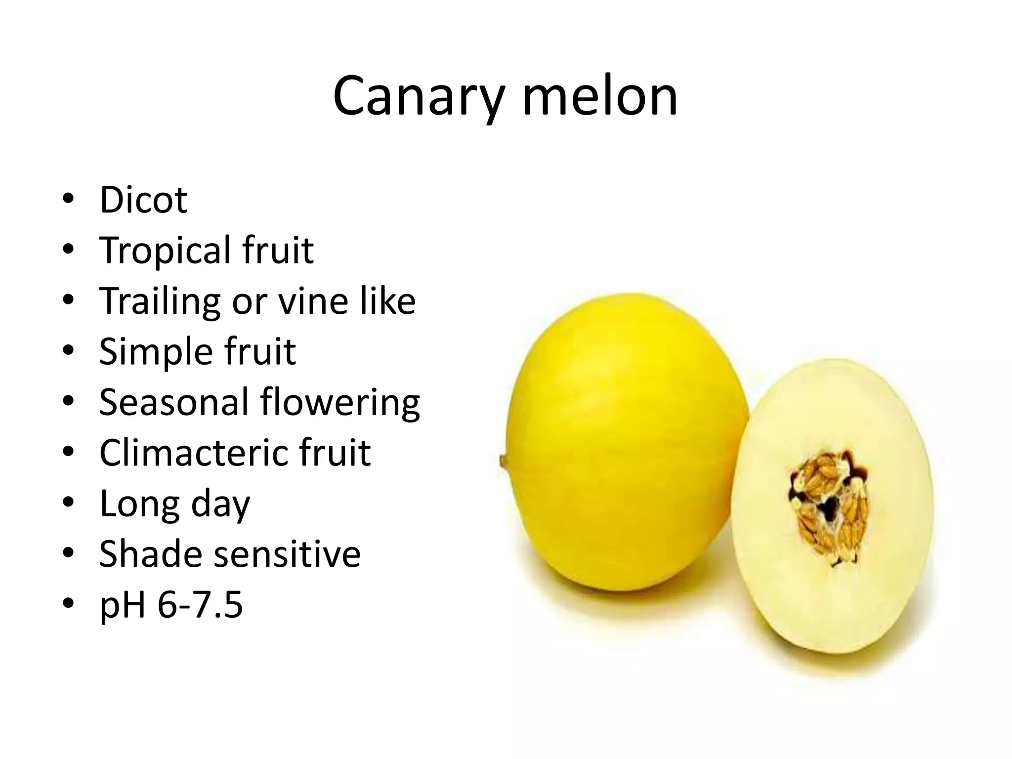 Canary melon
• Dicot
• Tropical fruit
• Trailing or vine like
• Simple fruit
• Seasonal flowering
• Climacteric fruit
• Long day
• Shade sensitive
• pH 6-7.5
 