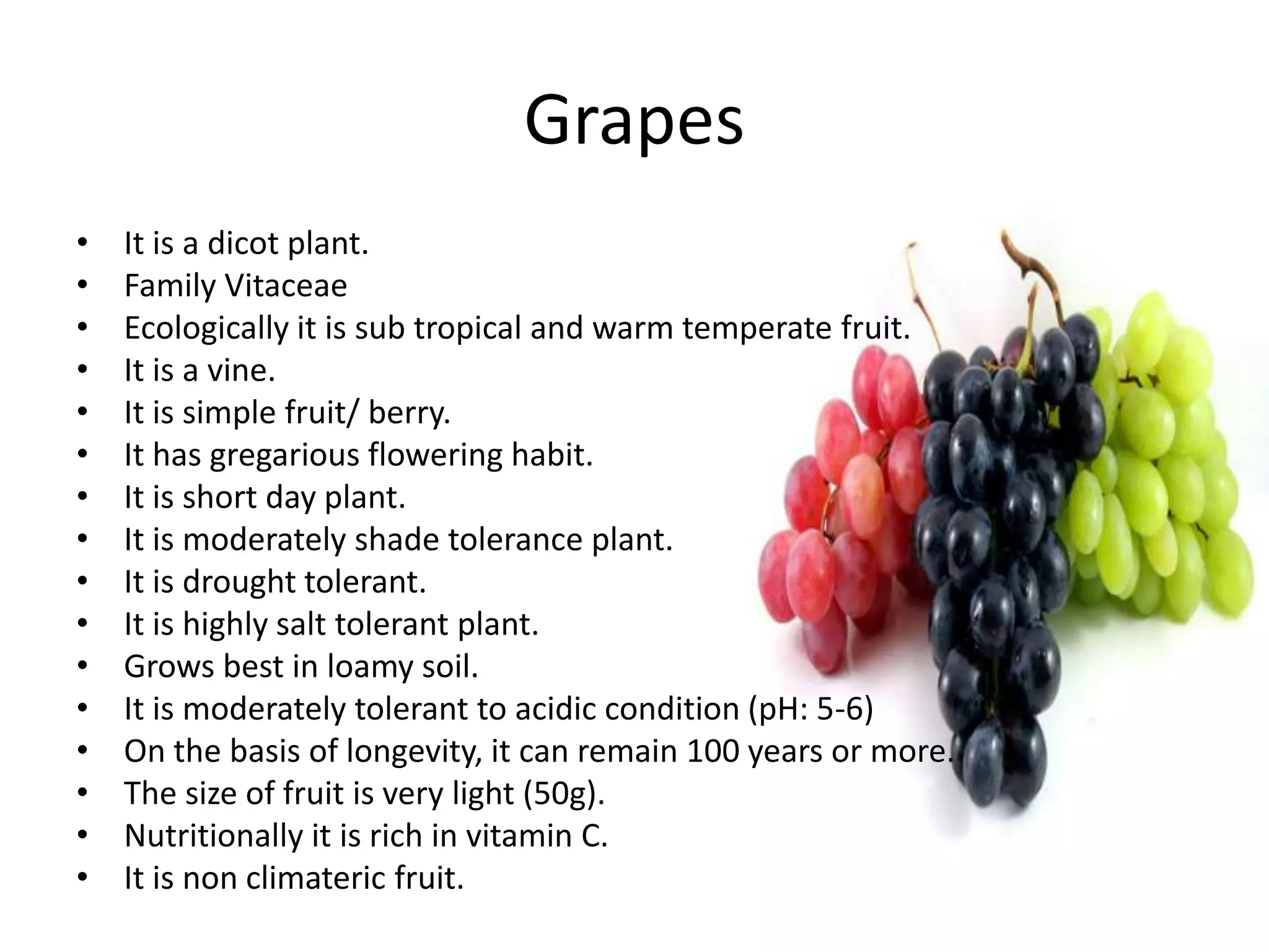 Grapes
• It is a dicot plant.
• Family Vitaceae
• Ecologically it is sub tropical and warm temperate fruit.
• It is a vine.
• It is simple fruit/ berry.
• It has gregarious flowering habit.
• It is short day plant.
• It is moderately shade tolerance plant.
• It is drought tolerant.
• It is highly salt tolerant plant.
• Grows best in loamy soil.
• It is moderately tolerant to acidic condition (pH: 5-6)
• On the basis of longevity, it can remain 100 years or more.
• The size of fruit is very light (50g).
• Nutritionally it is rich in vitamin C.
• It is non climateric fruit.
 