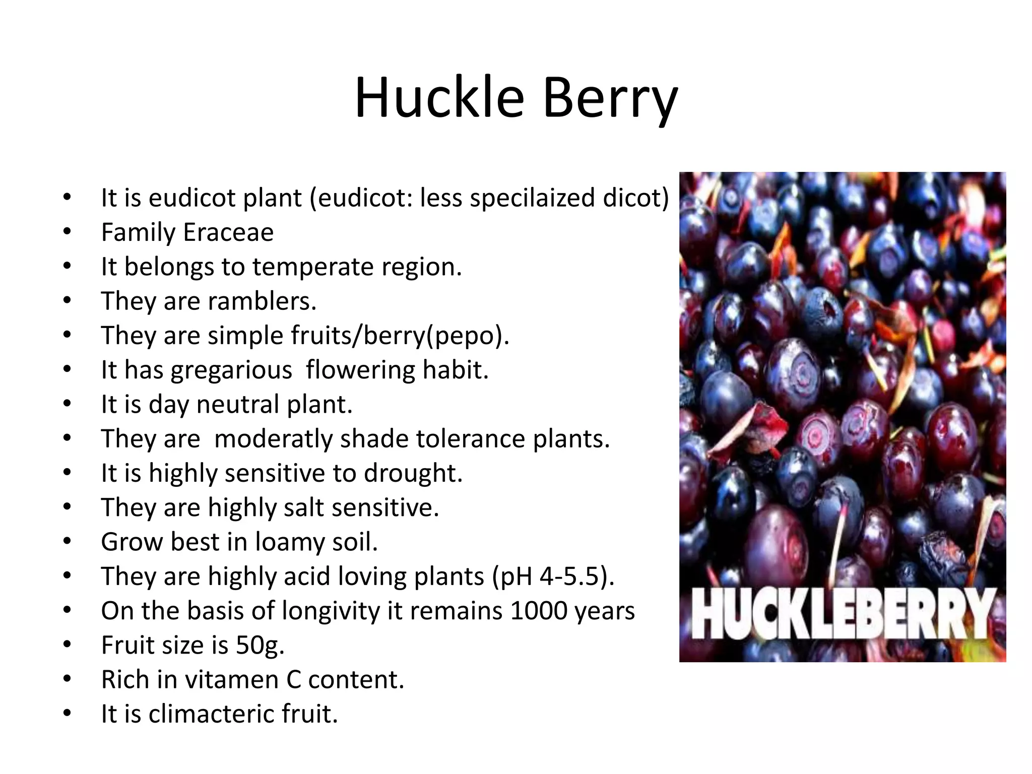 Huckle Berry
• It is eudicot plant (eudicot: less specilaized dicot)
• Family Eraceae
• It belongs to temperate region.
• They are ramblers.
• They are simple fruits/berry(pepo).
• It has gregarious flowering habit.
• It is day neutral plant.
• They are moderatly shade tolerance plants.
• It is highly sensitive to drought.
• They are highly salt sensitive.
• Grow best in loamy soil.
• They are highly acid loving plants (pH 4-5.5).
• On the basis of longivity it remains 1000 years
• Fruit size is 50g.
• Rich in vitamen C content.
• It is climacteric fruit.
 
