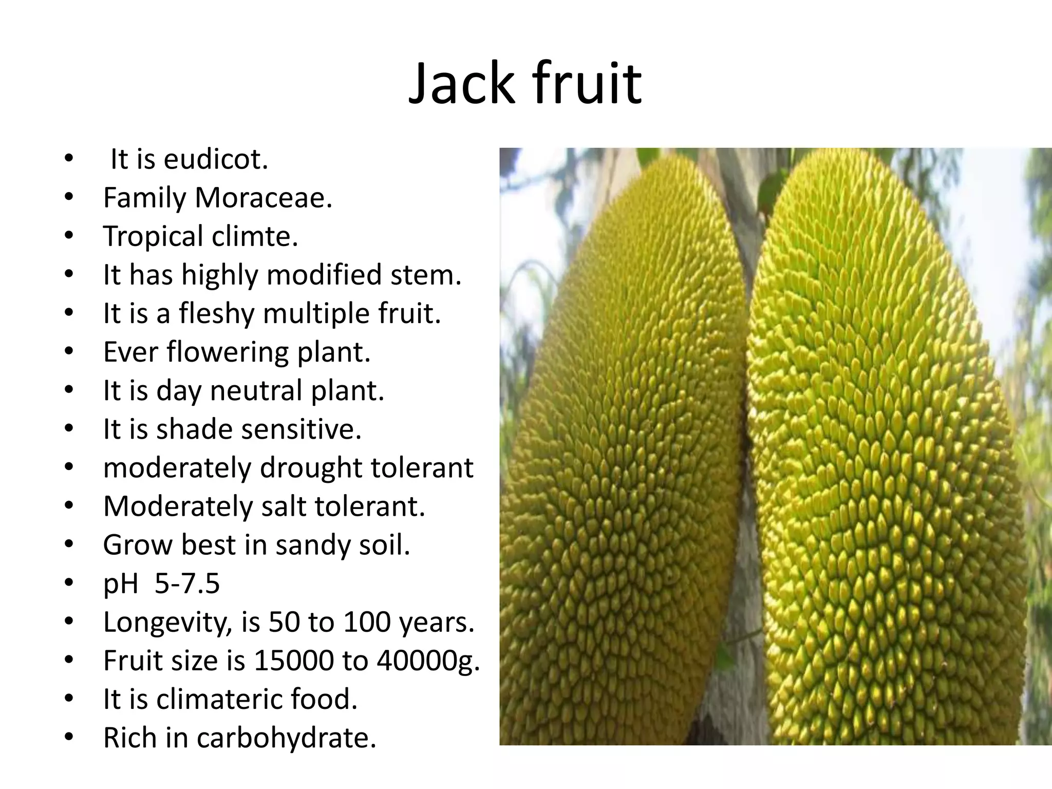 Jack fruit
• It is eudicot.
• Family Moraceae.
• Tropical climte.
• It has highly modified stem.
• It is a fleshy multiple fruit.
• Ever flowering plant.
• It is day neutral plant.
• It is shade sensitive.
• moderately drought tolerant
• Moderately salt tolerant.
• Grow best in sandy soil.
• pH 5-7.5
• Longevity, is 50 to 100 years.
• Fruit size is 15000 to 40000g.
• It is climateric food.
• Rich in carbohydrate.
 