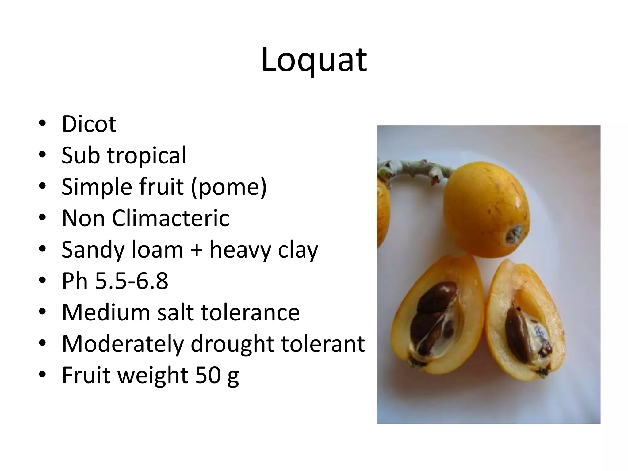 Loquat
• Dicot
• Sub tropical
• Simple fruit (pome)
• Non Climacteric
• Sandy loam + heavy clay
• Ph 5.5-6.8
• Medium salt tolerance
• Moderately drought tolerant
• Fruit weight 50 g
 