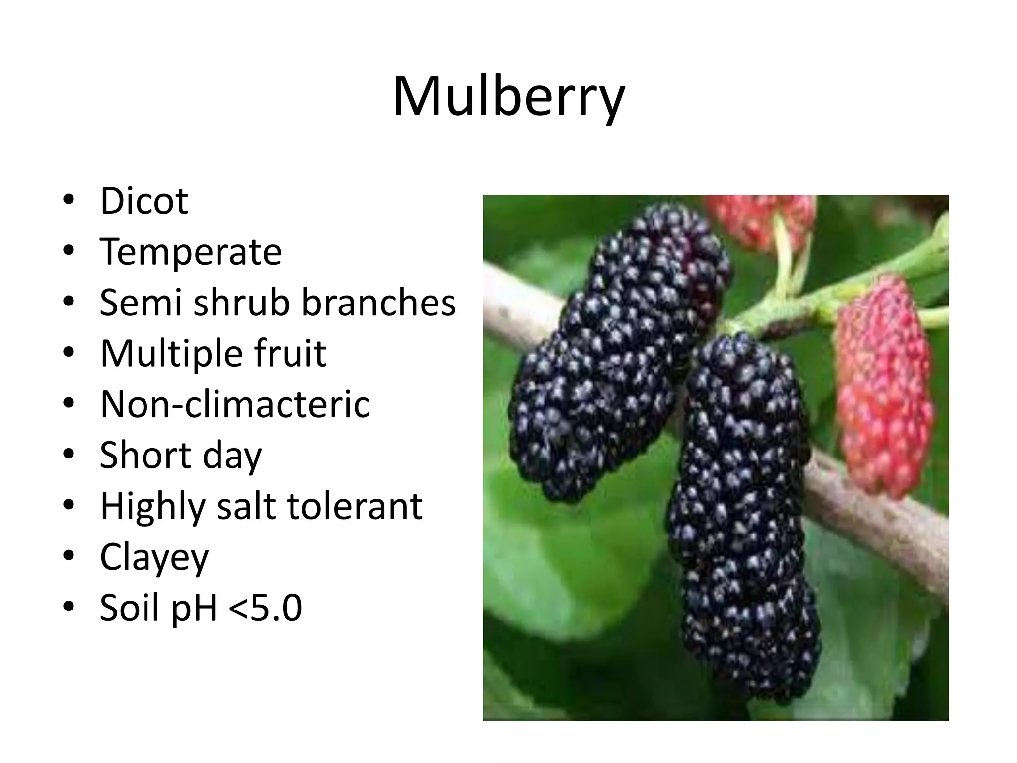 Mulberry
• Dicot
• Temperate
• Semi shrub branches
• Multiple fruit
• Non-climacteric
• Short day
• Highly salt tolerant
• Clayey
• Soil pH <5.0
 