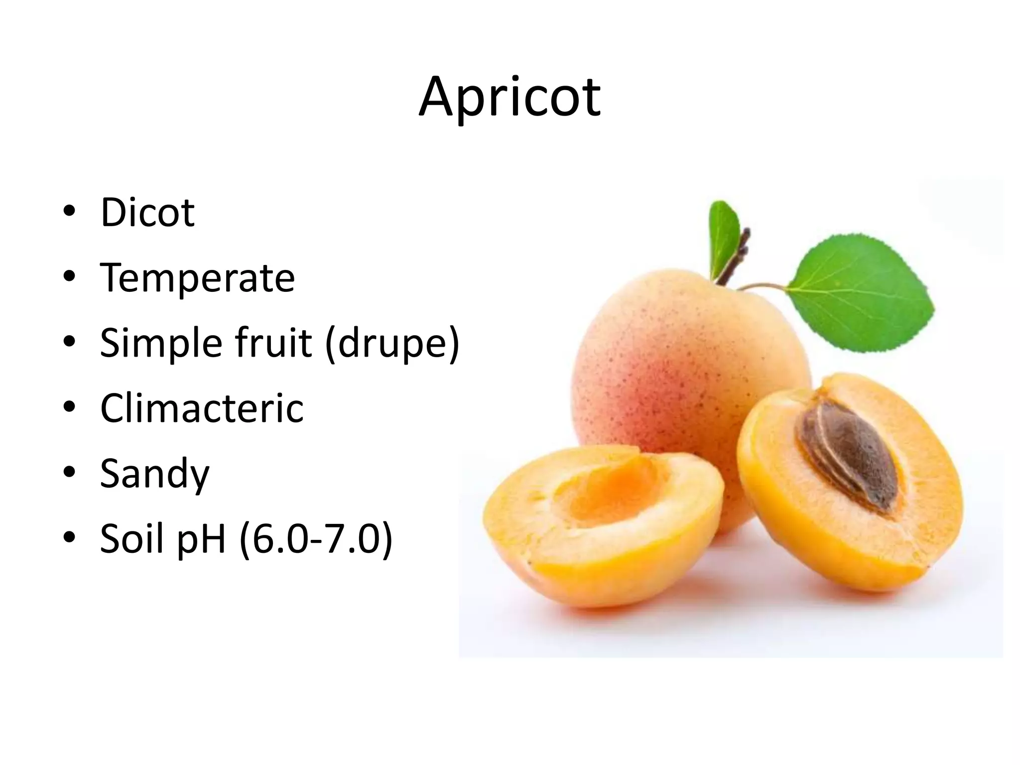 Apricot
• Dicot
• Temperate
• Simple fruit (drupe)
• Climacteric
• Sandy
• Soil pH (6.0-7.0)
 