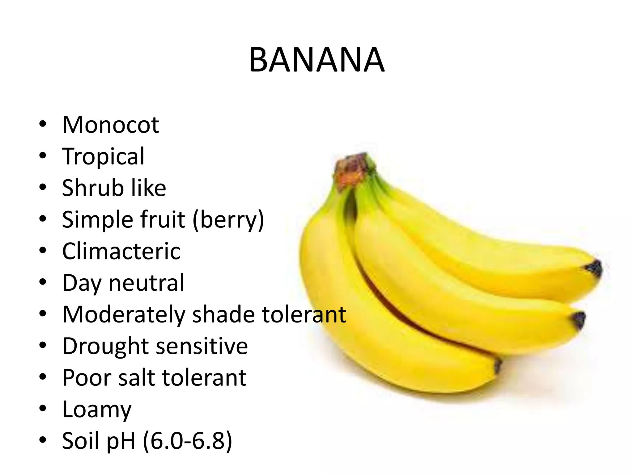 BANANA
• Monocot
• Tropical
• Shrub like
• Simple fruit (berry)
• Climacteric
• Day neutral
• Moderately shade tolerant
• Drought sensitive
• Poor salt tolerant
• Loamy
• Soil pH (6.0-6.8)
 