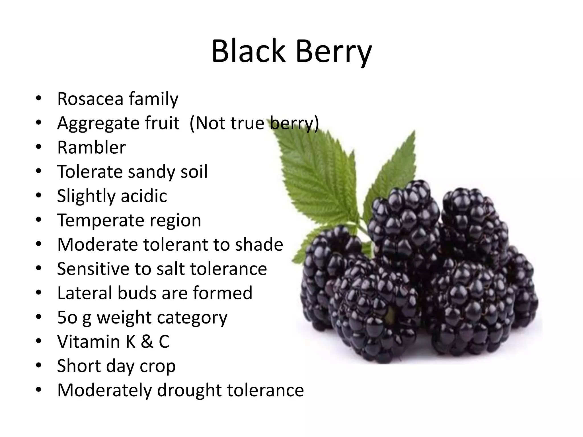 Black Berry
• Rosacea family
• Aggregate fruit (Not true berry)
• Rambler
• Tolerate sandy soil
• Slightly acidic
• Temperate region
• Moderate tolerant to shade
• Sensitive to salt tolerance
• Lateral buds are formed
• 5o g weight category
• Vitamin K & C
• Short day crop
• Moderately drought tolerance
 