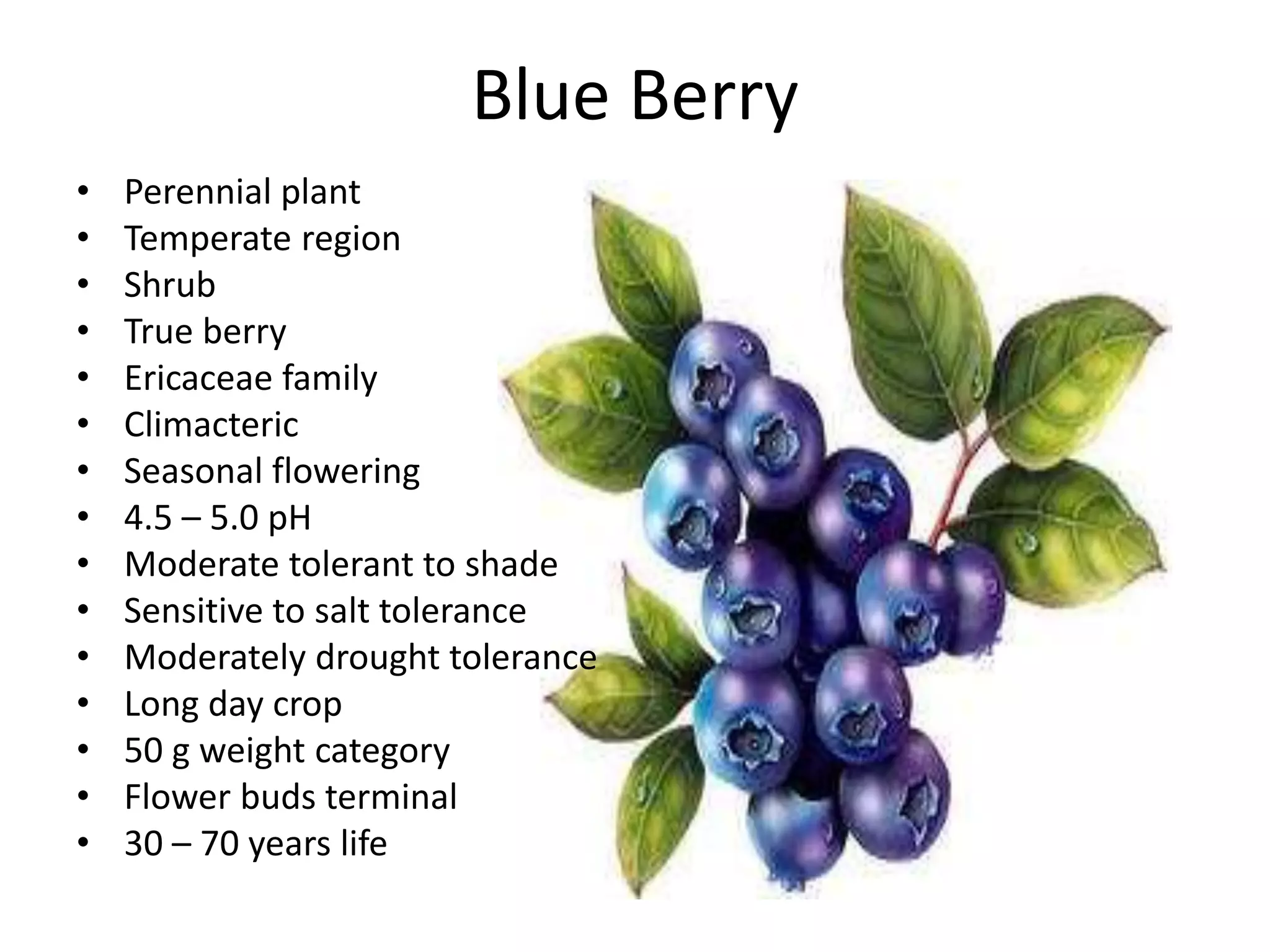 Blue Berry
• Perennial plant
• Temperate region
• Shrub
• True berry
• Ericaceae family
• Climacteric
• Seasonal flowering
• 4.5 – 5.0 pH
• Moderate tolerant to shade
• Sensitive to salt tolerance
• Moderately drought tolerance
• Long day crop
• 50 g weight category
• Flower buds terminal
• 30 – 70 years life
 