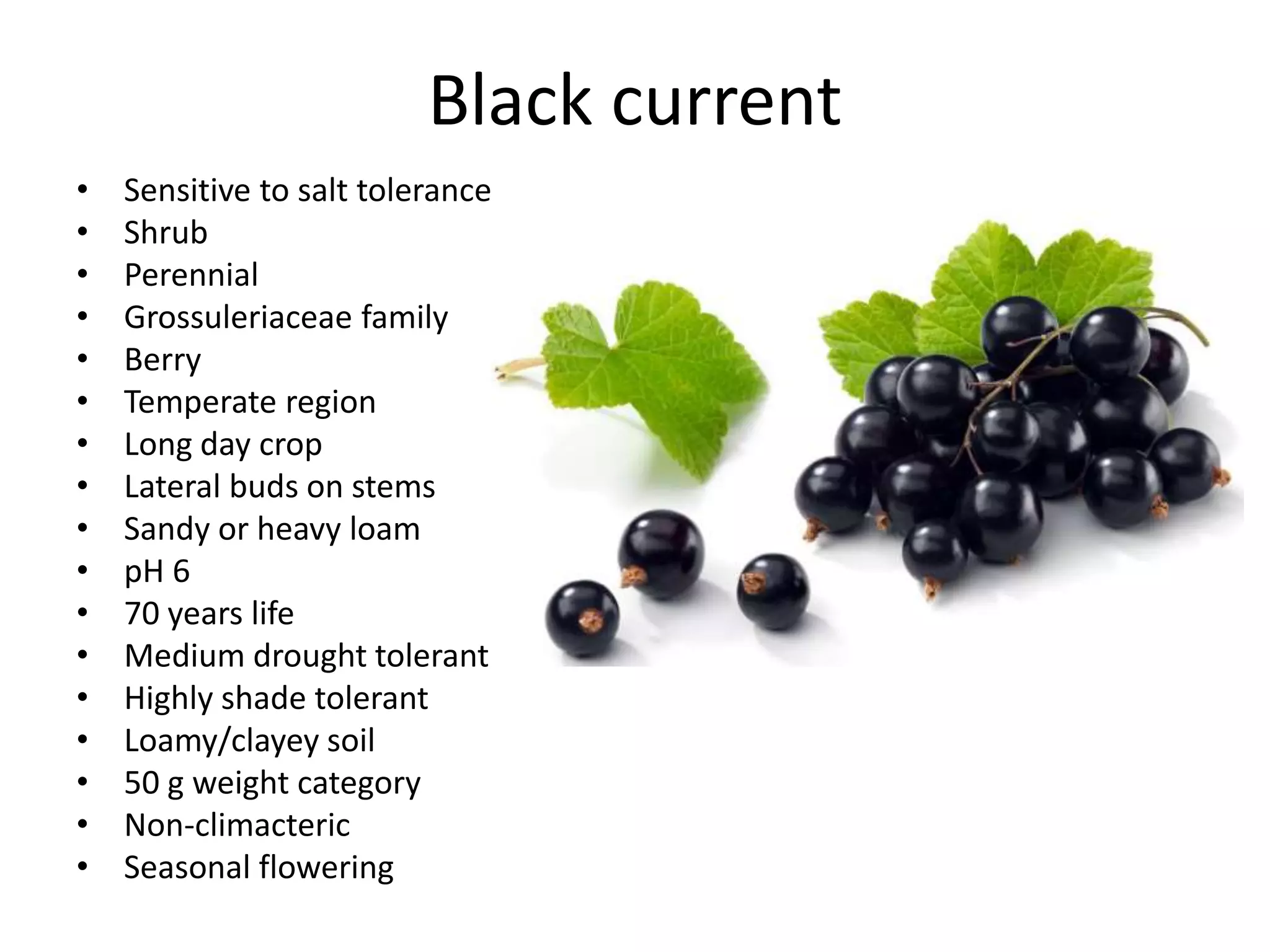 Black current
• Sensitive to salt tolerance
• Shrub
• Perennial
• Grossuleriaceae family
• Berry
• Temperate region
• Long day crop
• Lateral buds on stems
• Sandy or heavy loam
• pH 6
• 70 years life
• Medium drought tolerant
• Highly shade tolerant
• Loamy/clayey soil
• 50 g weight category
• Non-climacteric
• Seasonal flowering
 