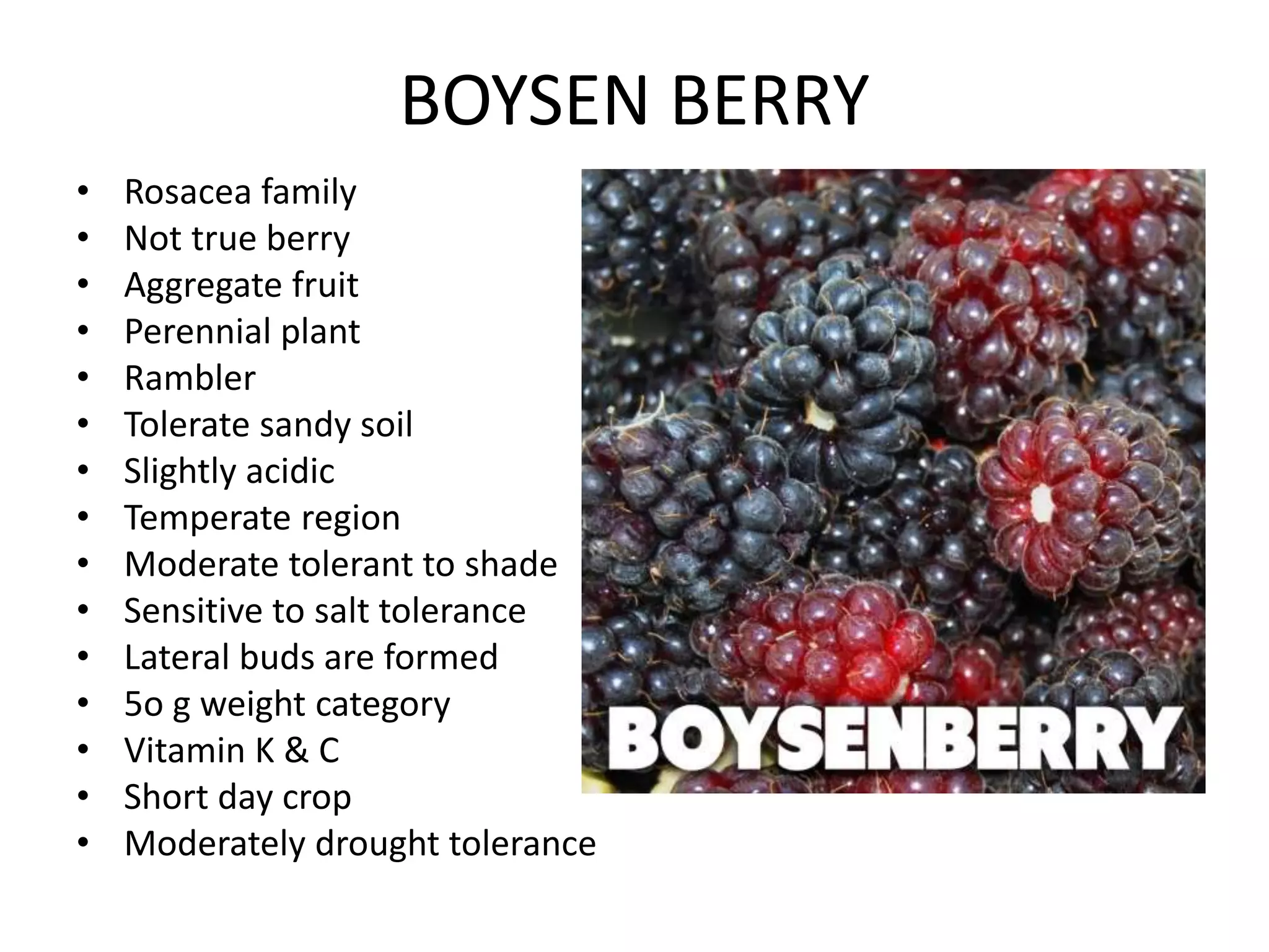 BOYSEN BERRY
• Rosacea family
• Not true berry
• Aggregate fruit
• Perennial plant
• Rambler
• Tolerate sandy soil
• Slightly acidic
• Temperate region
• Moderate tolerant to shade
• Sensitive to salt tolerance
• Lateral buds are formed
• 5o g weight category
• Vitamin K & C
• Short day crop
• Moderately drought tolerance
 