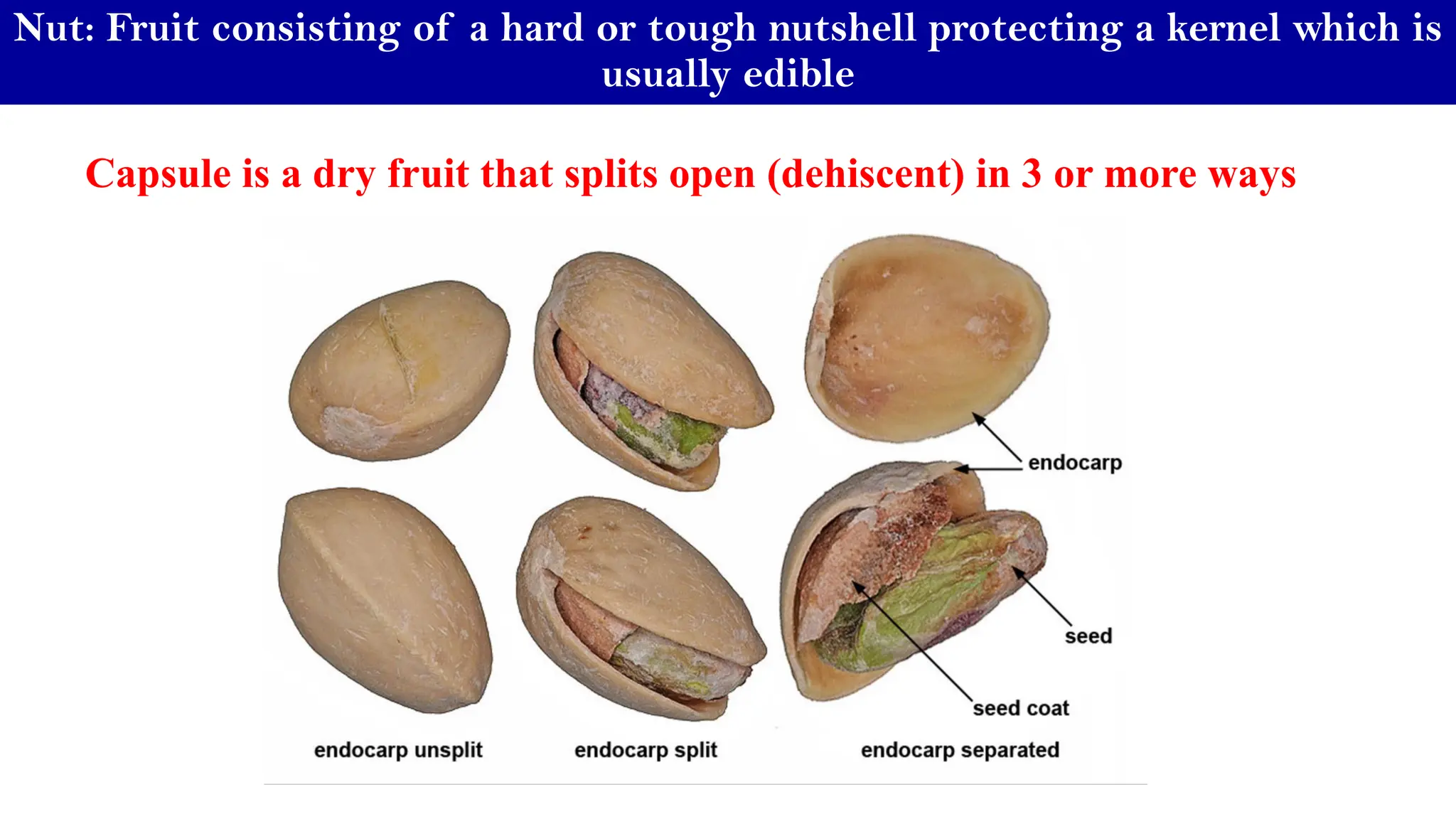 Classification of tropical, Subtropical and Temperate Fruits.pdf