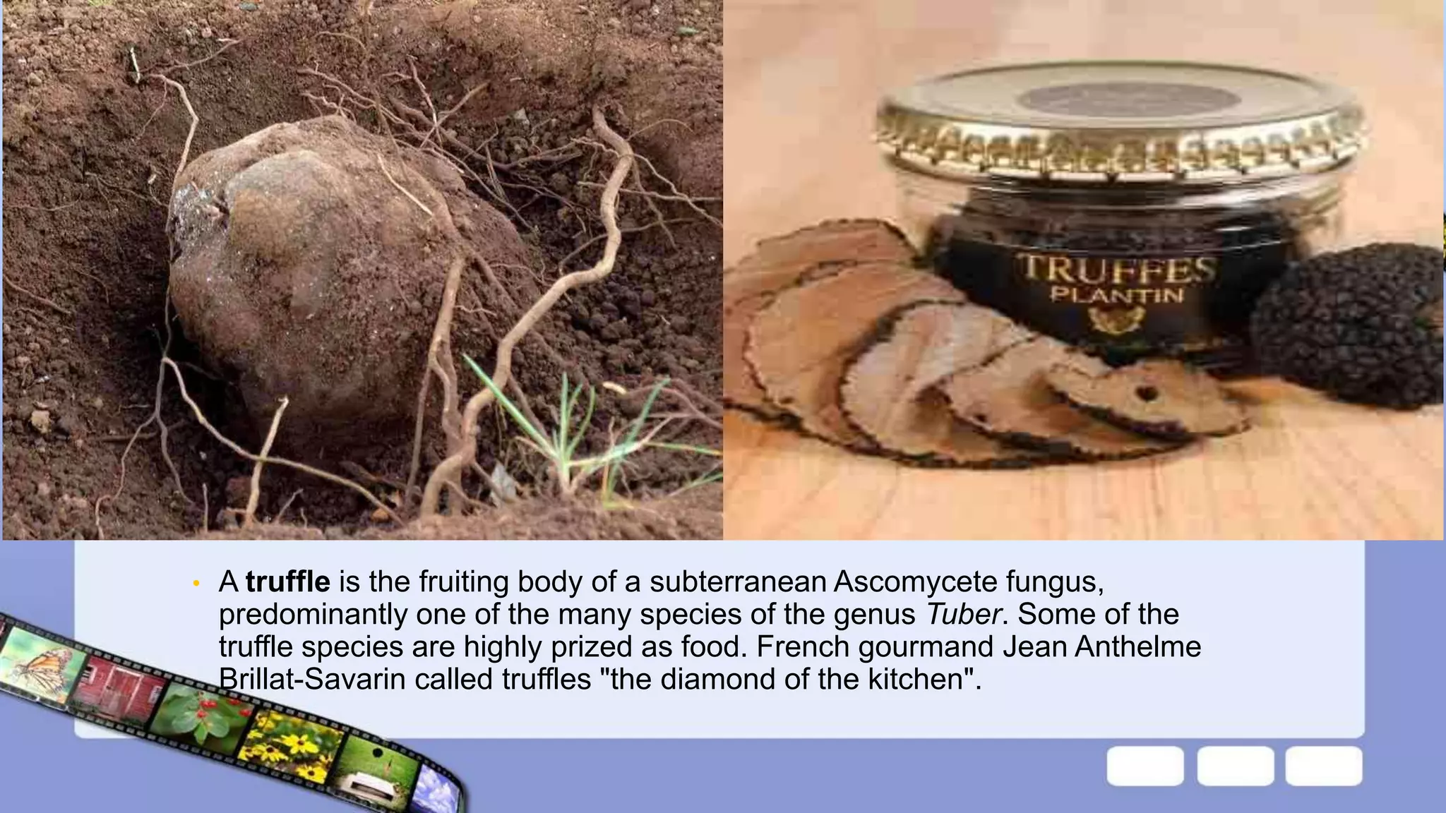 Truffle Classification of fungi | PPTX
