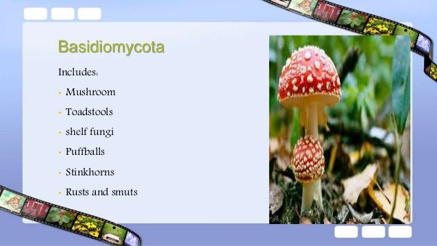 Classification Of Fungi Classification Of Fungi