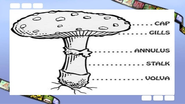 Classification Of Fungi Classification Of Fungi