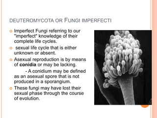 imperfect fungi