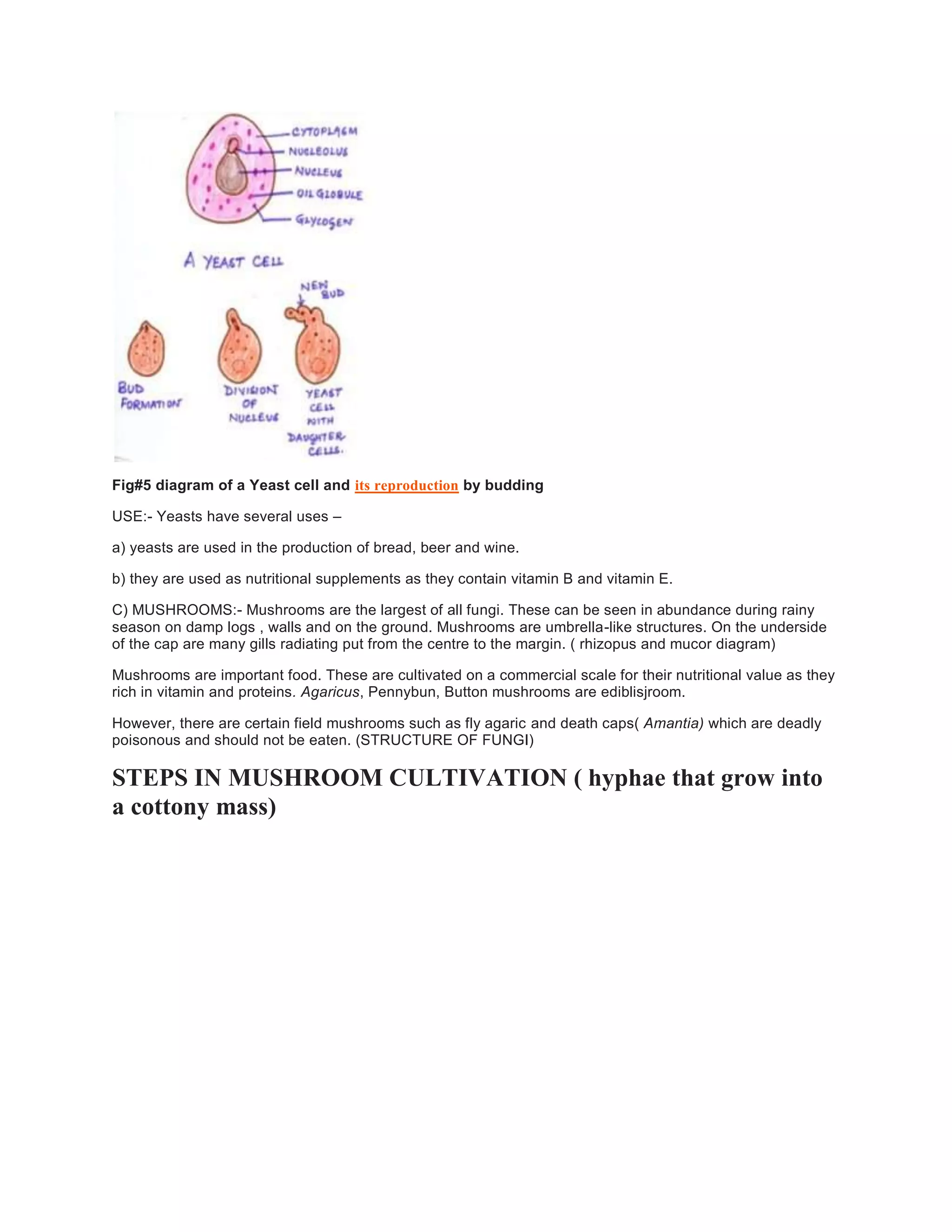 Fig#5 diagram of a Yeast cell and its reproduction by budding
USE:- Yeasts have several uses –
a) yeasts are used in the production of bread, beer and wine.
b) they are used as nutritional supplements as they contain vitamin B and vitamin E.
C) MUSHROOMS:- Mushrooms are the largest of all fungi. These can be seen in abundance during rainy
season on damp logs , walls and on the ground. Mushrooms are umbrella-like structures. On the underside
of the cap are many gills radiating put from the centre to the margin. ( rhizopus and mucor diagram)
Mushrooms are important food. These are cultivated on a commercial scale for their nutritional value as they
rich in vitamin and proteins. Agaricus, Pennybun, Button mushrooms are ediblisjroom.
However, there are certain field mushrooms such as fly agaric and death caps( Amantia) which are deadly
poisonous and should not be eaten. (STRUCTURE OF FUNGI)
STEPS IN MUSHROOM CULTIVATION ( hyphae that grow into
a cottony mass)
 