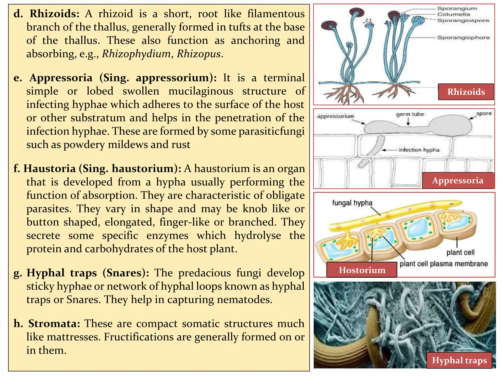 d. Rhizoids: A rhizoid is a short, root like filamentous
branch of the thallus, generally formed in tufts at the base
of the thallus. These also function as anchoring and
absorbing, e.g., Rhizophydium, Rhizopus.
e. Appressoria (Sing. appressorium): It is a terminal
simple or lobed swollen mucilaginous structure of
infecting hyphae which adheres to the surface of the host
or other substratum and helps in the penetration of the
infection hyphae. These are formed by some parasiticfungi
such as powdery mildews and rust
f. Haustoria (Sing. haustorium): A haustorium is an organ
that is developed from a hypha usually performing the
function of absorption. They are characteristic of obligate
parasites. They vary in shape and may be knob like or
button shaped, elongated, finger-like or branched. They
secrete some specific enzymes which hydrolyse the
protein and carbohydrates of the host plant.
g. Hyphal traps (Snares): The predacious fungi develop
sticky hyphae or network of hyphal loops known as hyphal
traps or Snares. They help in capturing nematodes.
h. Stromata: These are compact somatic structures much
like mattresses. Fructifications are generally formed on or
in them.
Rhizoids
Appressoria
Hyphal traps
Hostorium
 