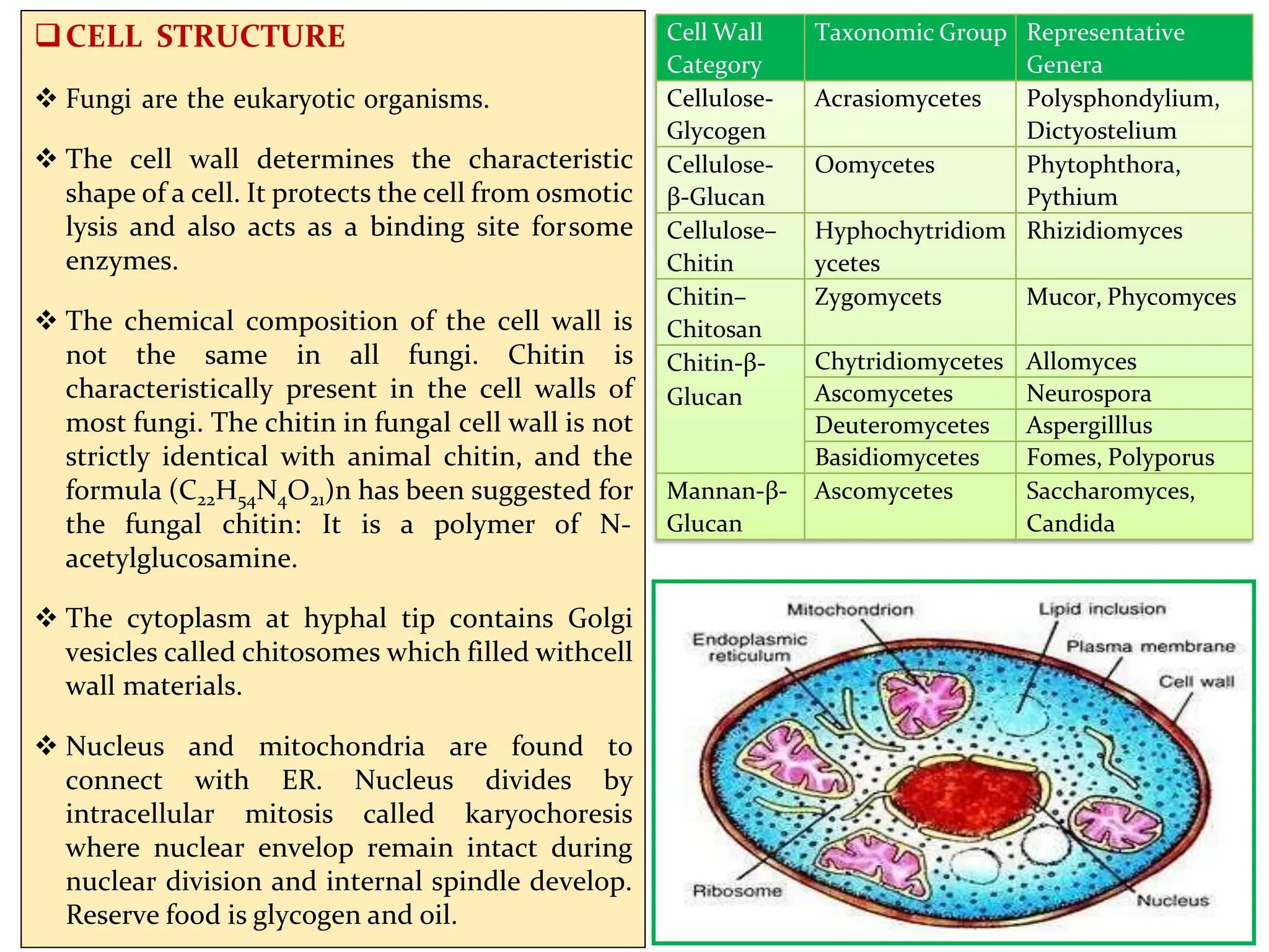 CELL STRUCTURE
 Fungi are the eukaryotic organisms.
 The cell wall determines the characteristic
shape of a cell. It protects the cell from osmotic
lysis and also acts as a binding site forsome
enzymes.
 The chemical composition of the cell wall is
not the same in all fungi. Chitin is
characteristically present in the cell walls of
most fungi. The chitin in fungal cell wall is not
strictly identical with animal chitin, and the
formula (C22H54N4O21)n has been suggested for
the fungal chitin: It is a polymer of N-
acetylglucosamine.
 The cytoplasm at hyphal tip contains Golgi
vesicles called chitosomes which filled withcell
wall materials.
 Nucleus and mitochondria are found to
connect with ER. Nucleus divides by
intracellular mitosis called karyochoresis
where nuclear envelop remain intact during
nuclear division and internal spindle develop.
Reserve food is glycogen and oil.
Cell Wall
Category
Taxonomic Group Representative
Genera
Cellulose-
Glycogen
Acrasiomycetes Polysphondylium,
Dictyostelium
Cellulose-
β-Glucan
Oomycetes Phytophthora,
Pythium
Cellulose–
Chitin
Hyphochytridiom
ycetes
Rhizidiomyces
Chitin–
Chitosan
Zygomycets Mucor, Phycomyces
Chitin-β-
Glucan
Chytridiomycetes Allomyces
Ascomycetes Neurospora
Deuteromycetes Aspergilllus
Basidiomycetes Fomes, Polyporus
Mannan-β-
Glucan
Ascomycetes Saccharomyces,
Candida
 