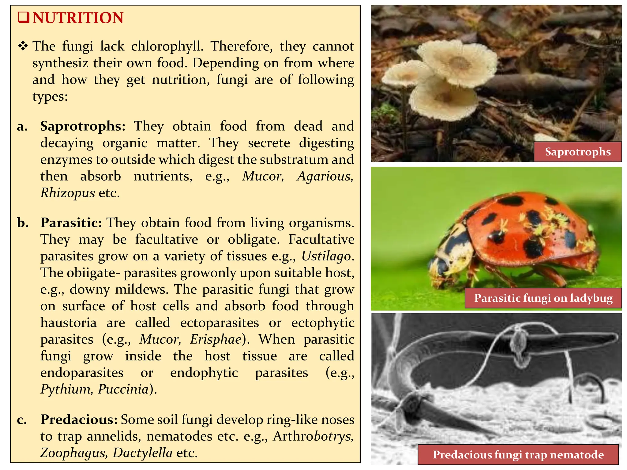 NUTRITION
 The fungi lack chlorophyll. Therefore, they cannot
synthesiz their own food. Depending on from where
and how they get nutrition, fungi are of following
types:
a. Saprotrophs: They obtain food from dead and
decaying organic matter. They secrete digesting
enzymes to outside which digest the substratum and
then absorb nutrients, e.g., Mucor, Agarious,
Rhizopus etc.
b. Parasitic: They obtain food from living organisms.
They may be facultative or obligate. Facultative
parasites grow on a variety of tissues e.g., Ustilago.
The obiigate- parasites growonly upon suitable host,
e.g., downy mildews. The parasitic fungi that grow
on surface of host cells and absorb food through
haustoria are called ectoparasites or ectophytic
parasites (e.g., Mucor, Erisphae). When parasitic
fungi grow inside the host tissue are called
endoparasites or endophytic parasites (e.g.,
Pythium, Puccinia).
c. Predacious: Some soil fungi develop ring-like noses
to trap annelids, nematodes etc. e.g., Arthrobotrys,
Zoophagus, Dactylella etc.
Saprotrophs
Predacious fungi trap nematode
Parasitic fungi on ladybug
 