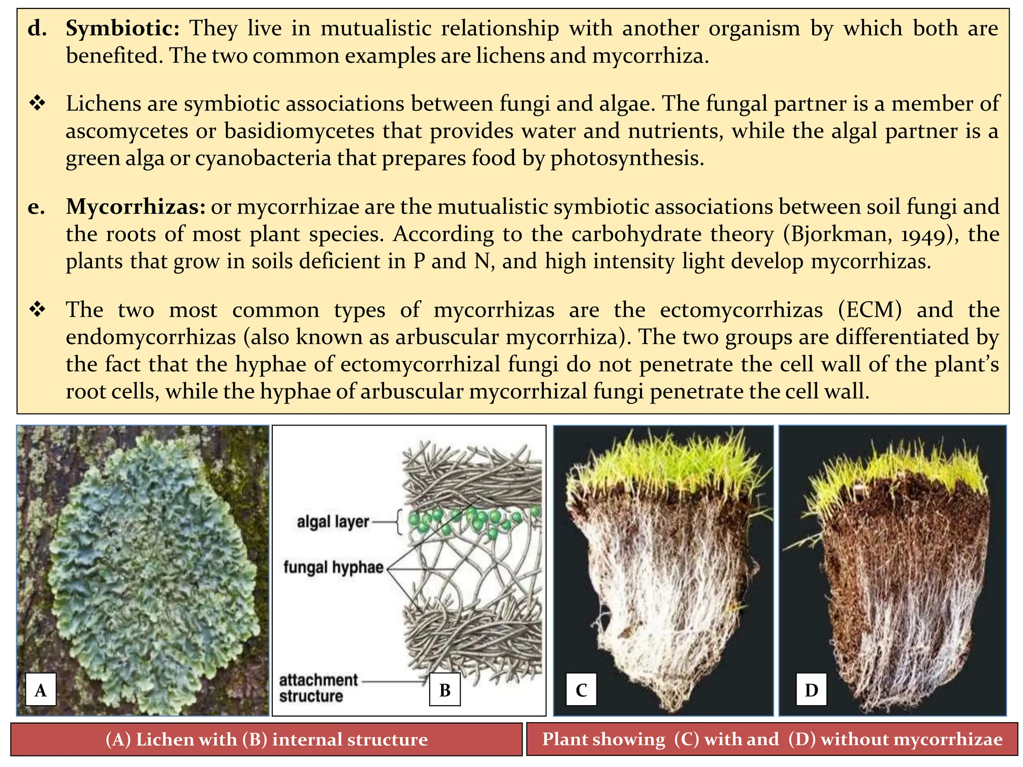 d. Symbiotic: They live in mutualistic relationship with another organism by which both are
benefited. The two common examples are lichens and mycorrhiza.
 Lichens are symbiotic associations between fungi and algae. The fungal partner is a member of
ascomycetes or basidiomycetes that provides water and nutrients, while the algal partner is a
green alga or cyanobacteria that prepares food by photosynthesis.
e. Mycorrhizas: or mycorrhizae are the mutualistic symbiotic associations between soil fungi and
the roots of most plant species. According to the carbohydrate theory (Bjorkman, 1949), the
plants that grow in soils deficient in P and N, and high intensity light develop mycorrhizas.
 The two most common types of mycorrhizas are the ectomycorrhizas (ECM) and the
endomycorrhizas (also known as arbuscular mycorrhiza). The two groups are differentiated by
the fact that the hyphae of ectomycorrhizal fungi do not penetrate the cell wall of the plant’s
root cells, while the hyphae of arbuscular mycorrhizal fungi penetrate the cell wall.
(A) Lichen with (B) internal structure Plant showing (C) with and (D) without mycorrhizae
 