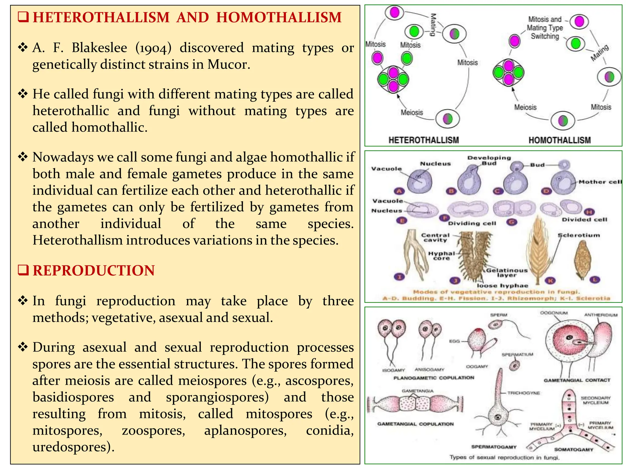  HETEROTHALLISM AND HOMOTHALLISM
 A. F. Blakeslee (1904) discovered mating types or
genetically distinct strains in Mucor.
 He called fungi with different mating types are called
heterothallic and fungi without mating types are
called homothallic.
 Nowadays we call some fungi and algae homothallic if
both male and female gametes produce in the same
individual can fertilize each other and heterothallic if
the gametes can only be fertilized by gametes from
another individual of the same species.
Heterothallism introduces variations in the species.
 REPRODUCTION
 In fungi reproduction may take place by three
methods; vegetative, asexual and sexual.
 During asexual and sexual reproduction processes
spores are the essential structures. The spores formed
after meiosis are called meiospores (e.g., ascospores,
basidiospores and sporangiospores) and those
resulting from mitosis, called mitospores (e.g.,
mitospores, zoospores, aplanospores, conidia,
uredospores).
 
